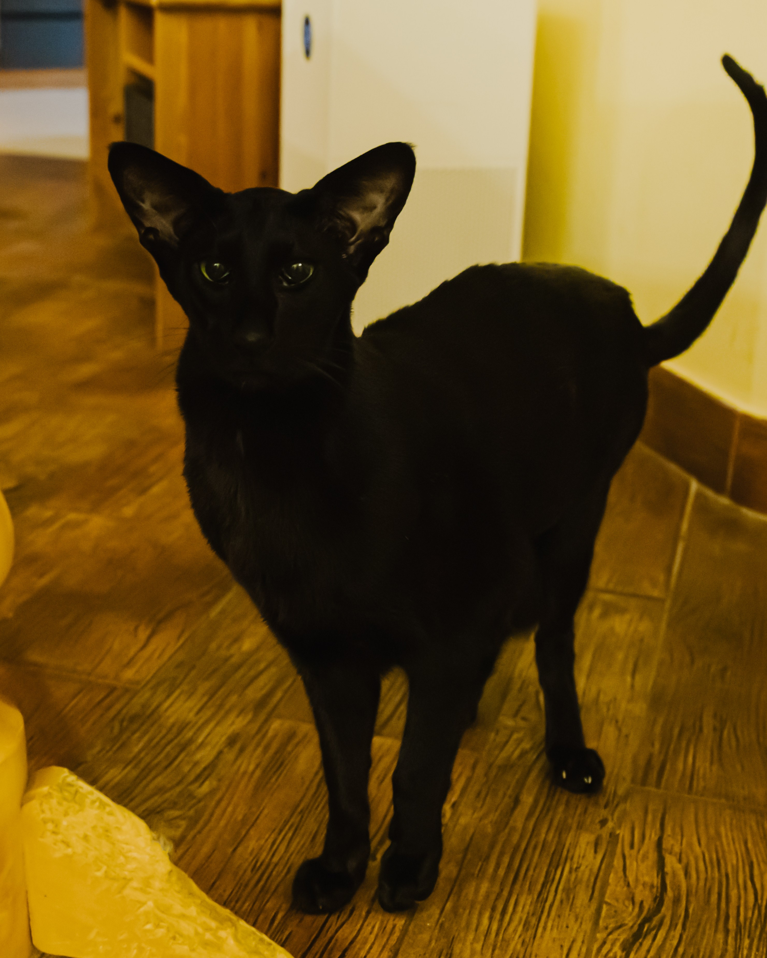 Гилдин. Портретный фотограф Ванинен Анастасия. Санкт-Петербург