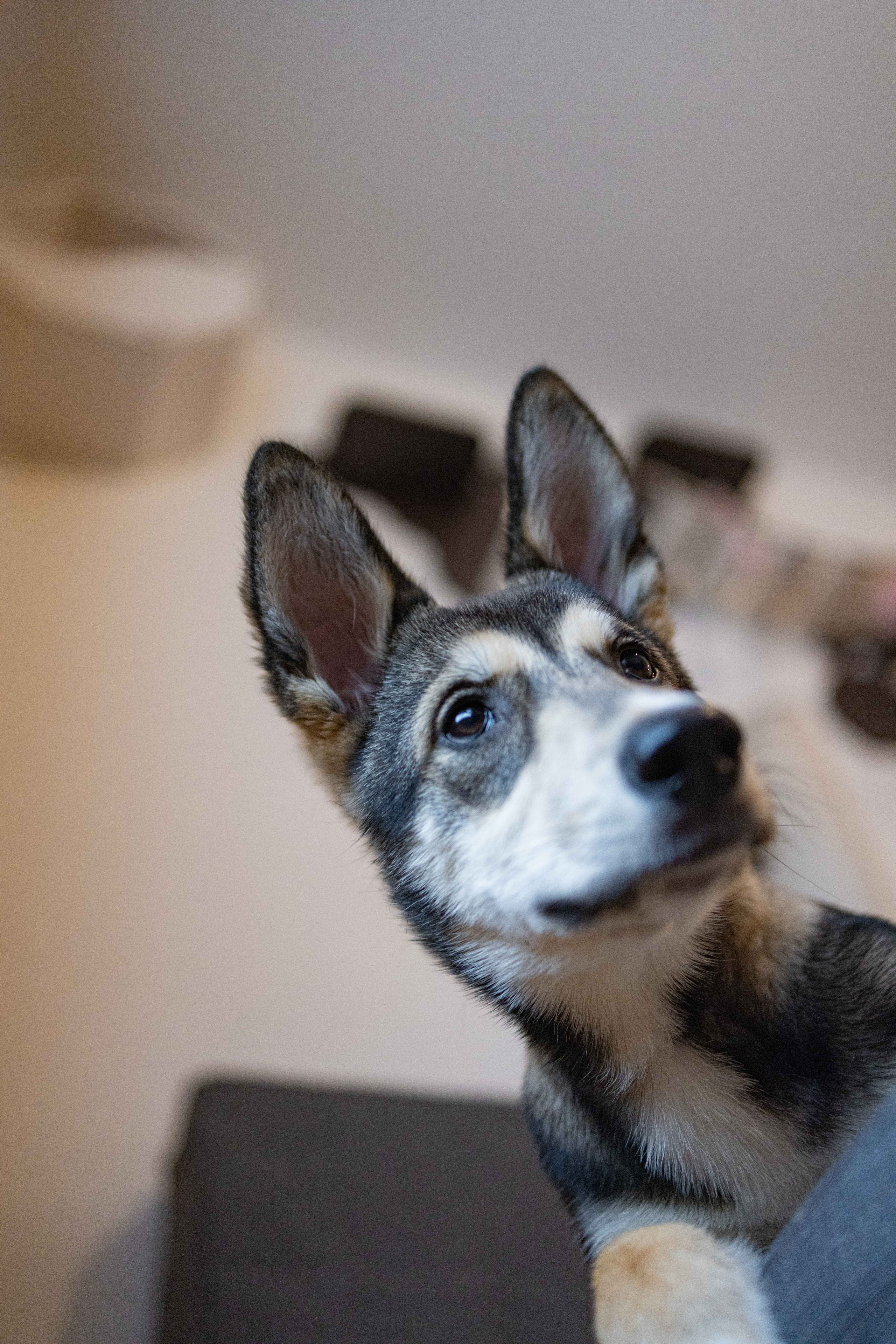 Шами. Фотограф-анималист в Москве Лера Черноног