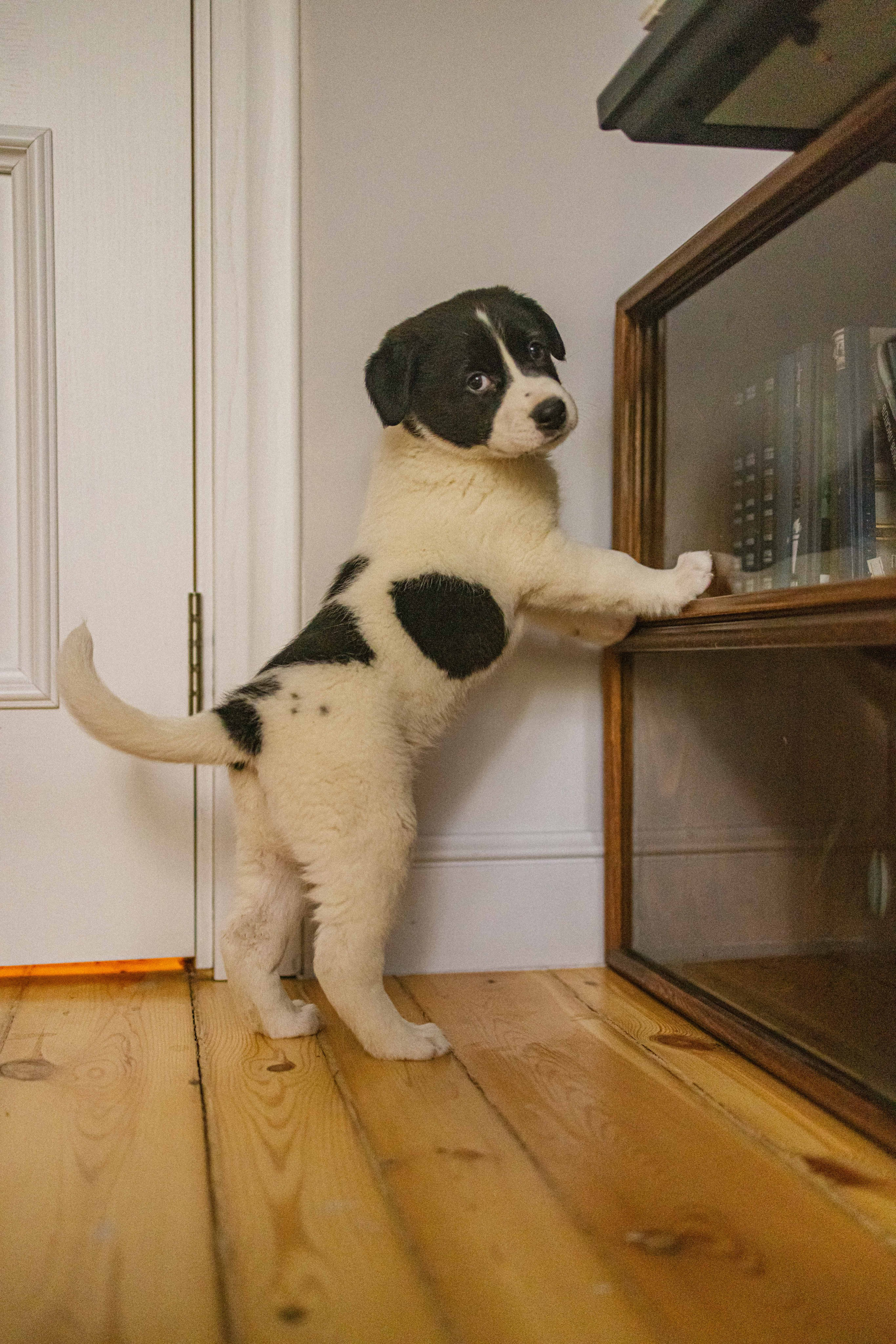 Щеночки. Фотограф-анималист в Москве Лера Черноног