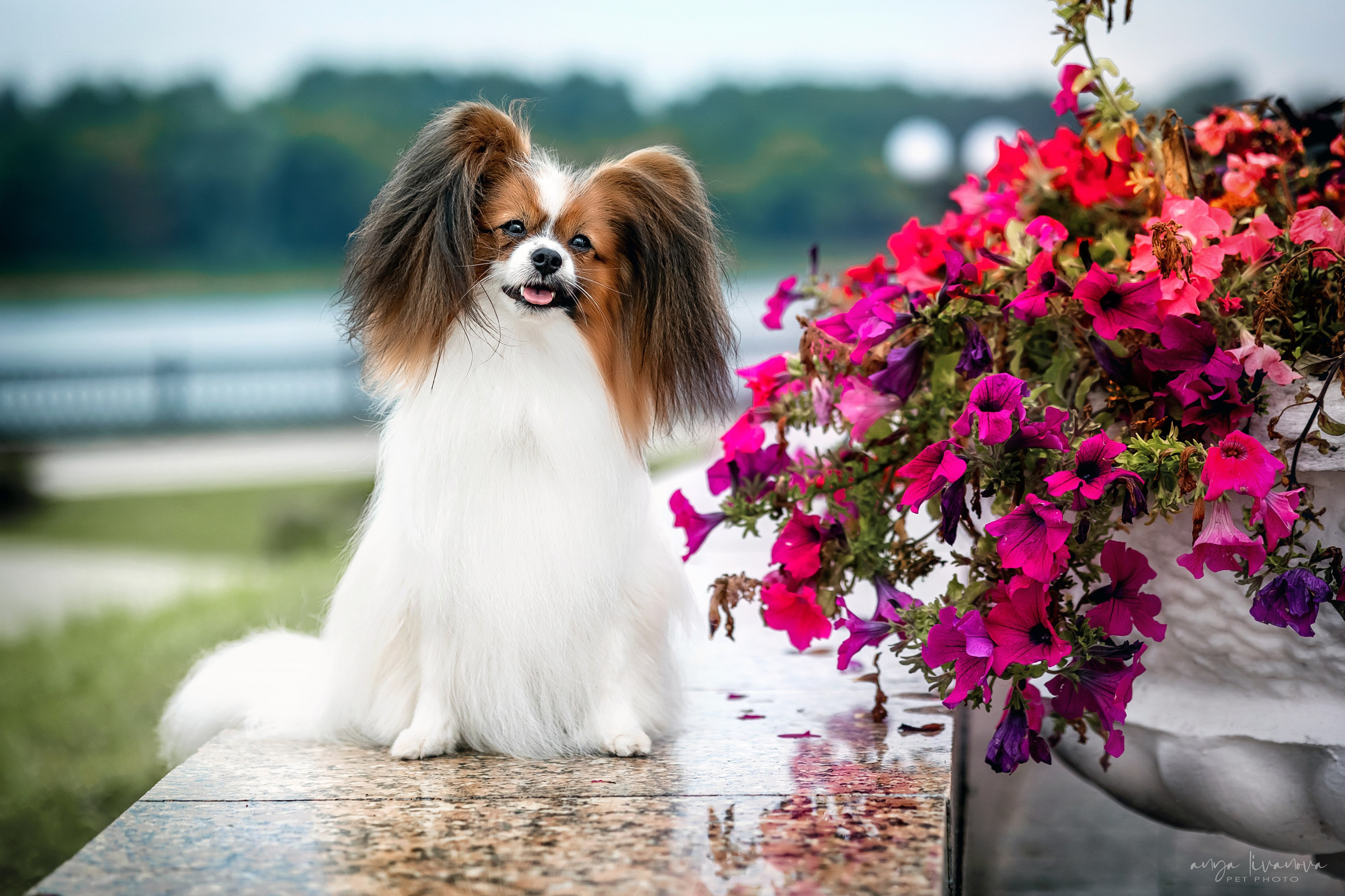 Елена и папийоны. Фотограф анималист Аня Ливанова | Рыбинск