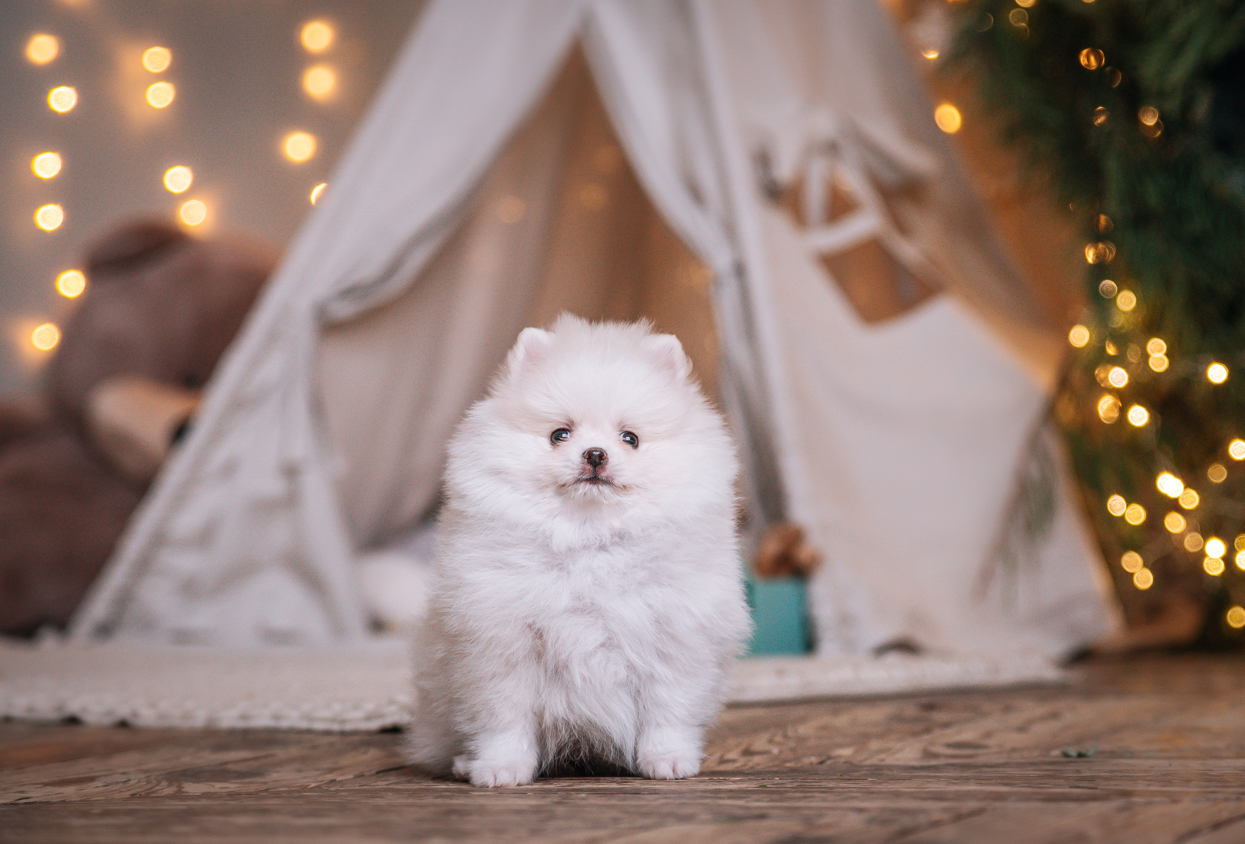 Шпицы щенки студия. Главная