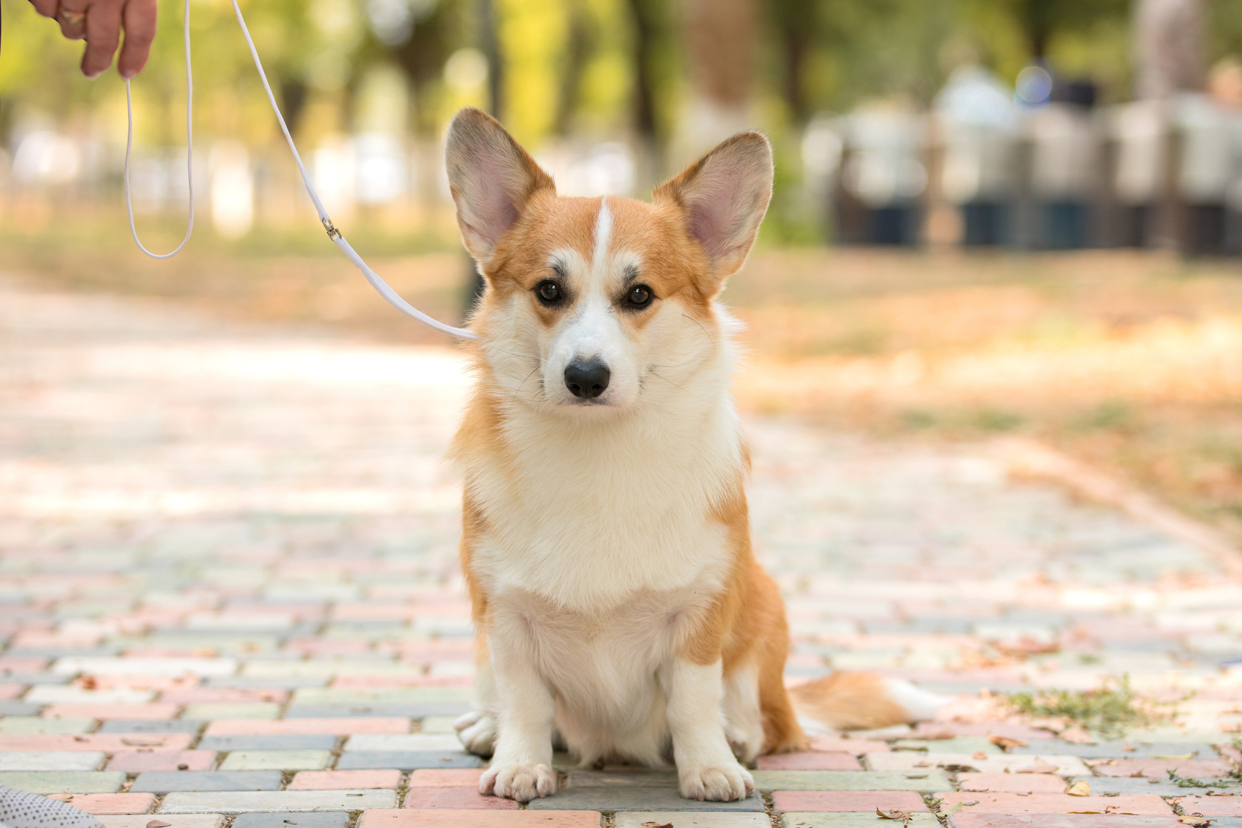 Ташкент 6-8.10.2023 + Алматы 14-15.10.2023. Фотограф-анималист Юлия Германика