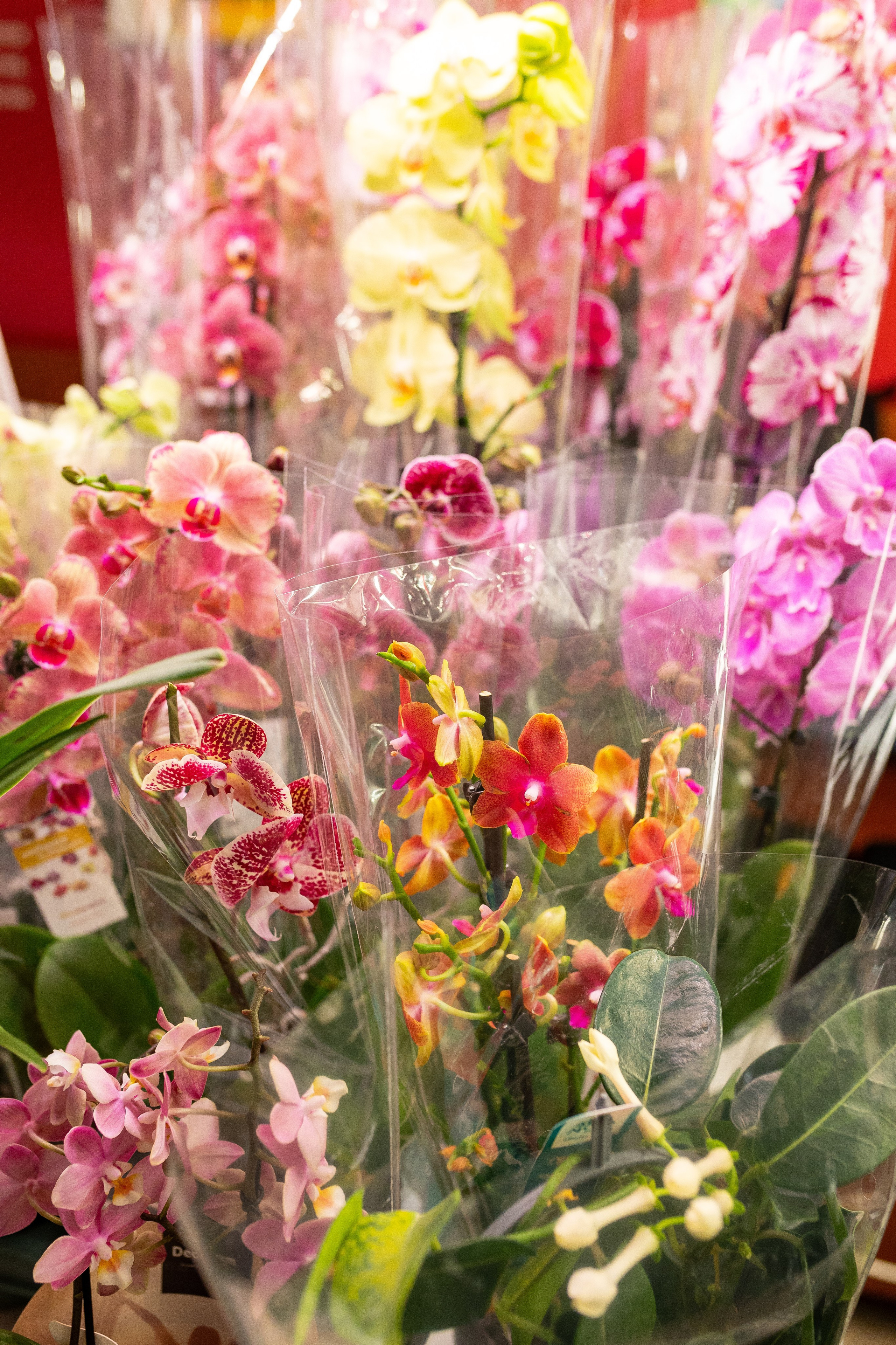 Growbox декабрь 2025. Александра Куликова фотограф, Москва