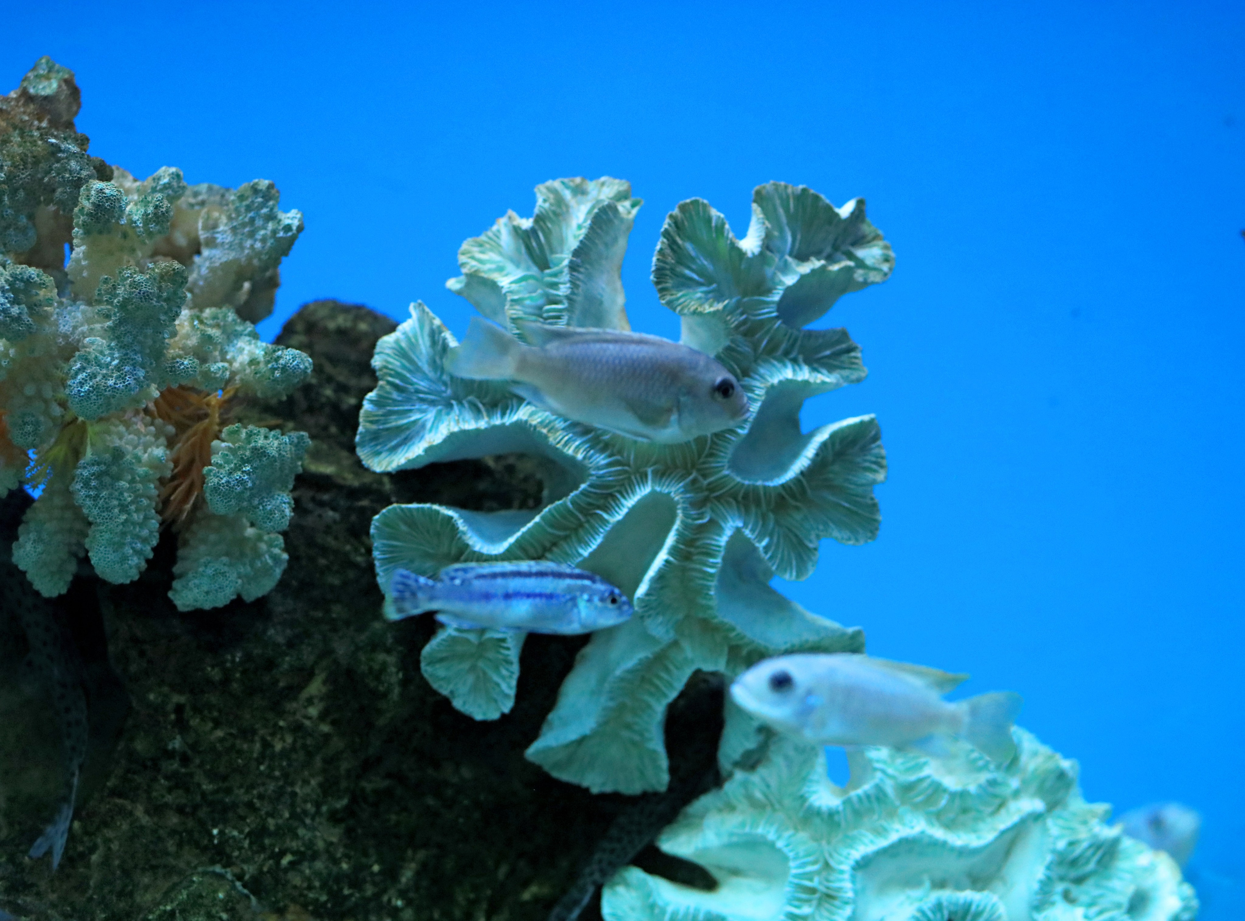 Ростовский зоопарк. Фото-художник и Репортажный фотограф Николаев Александр Алексеевич
