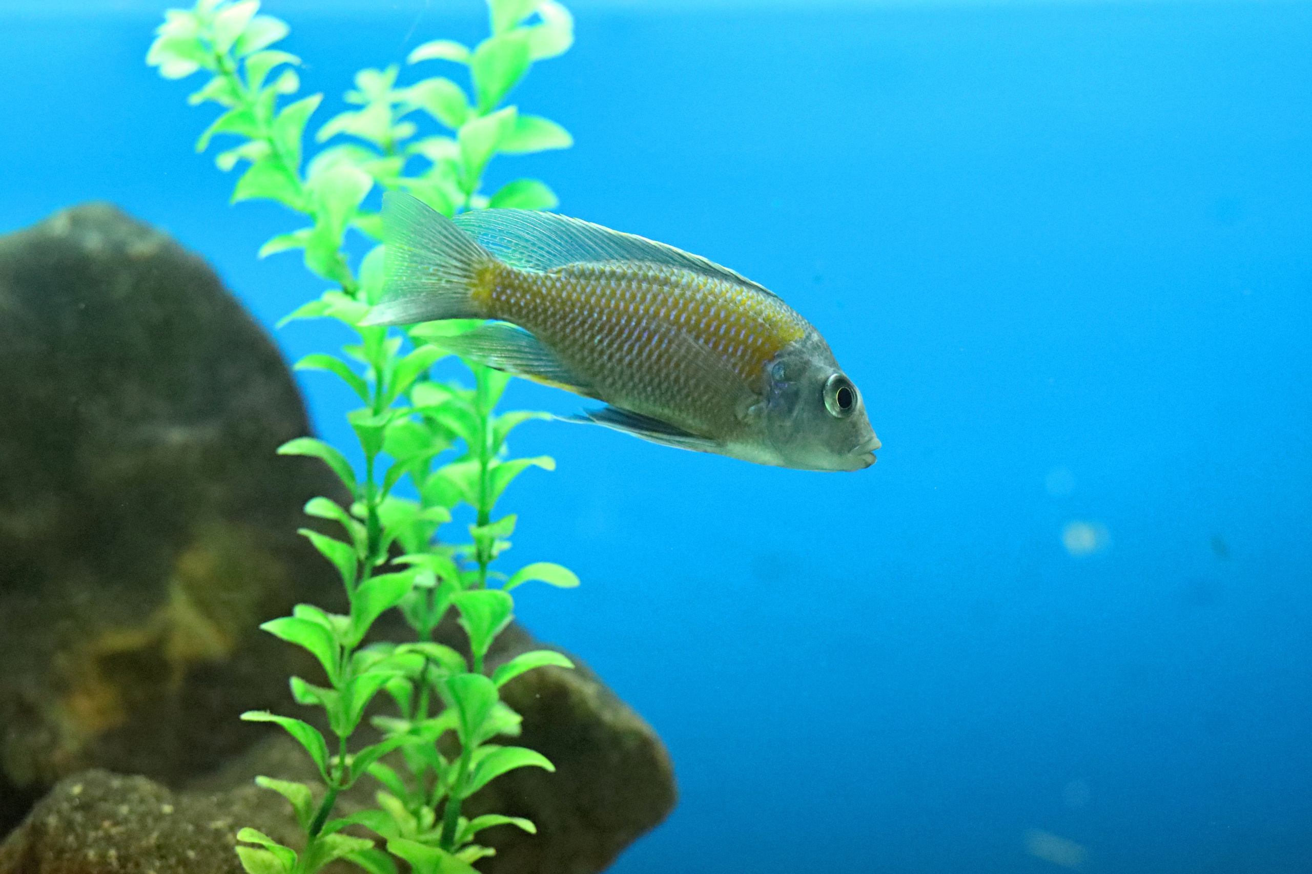 Ростовский зоопарк. Фото-художник и Репортажный фотограф Николаев Александр Алексеевич