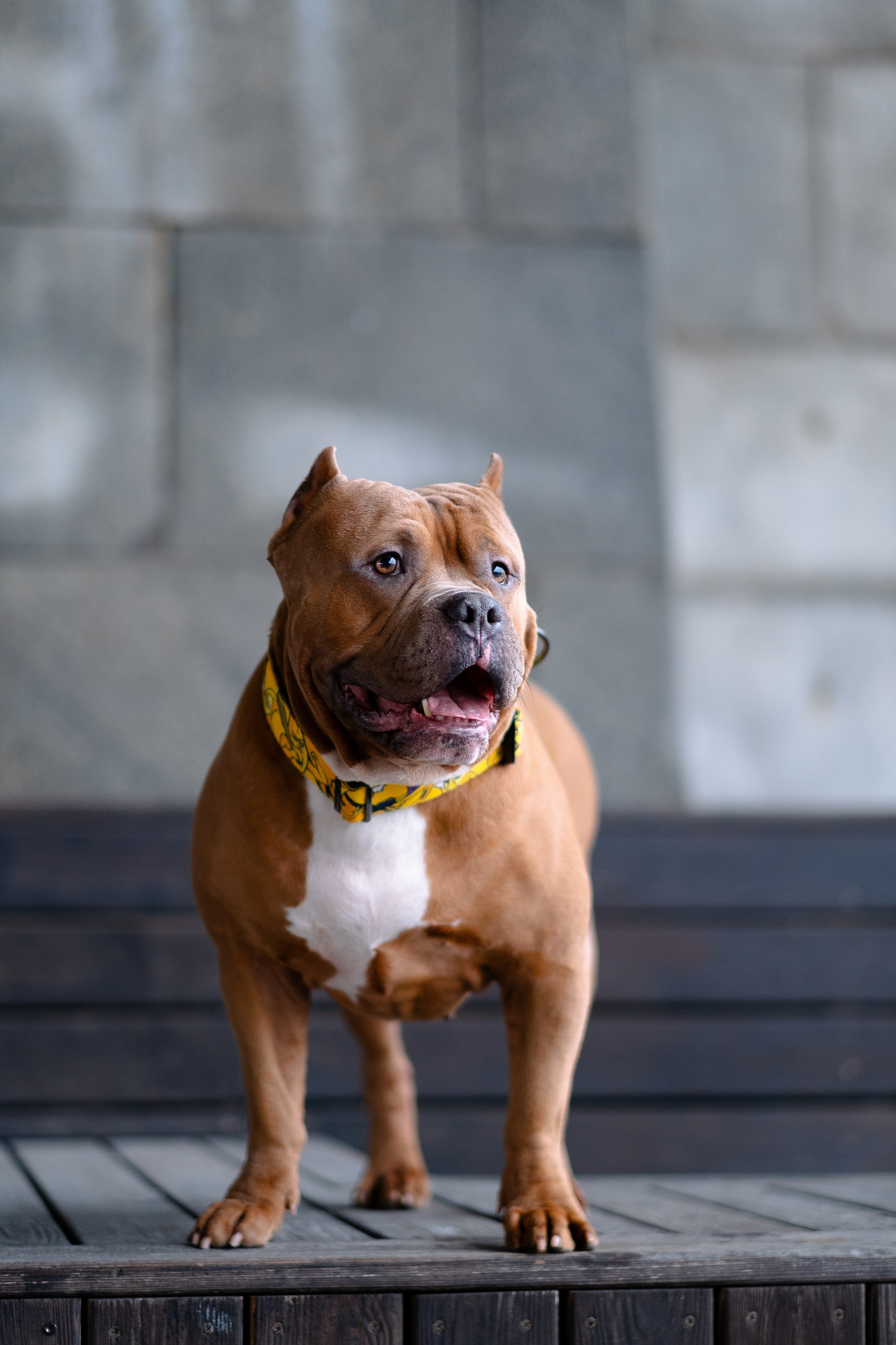 Спай и его семья. Фотограф и видеограф анималист Аганина Дарья
