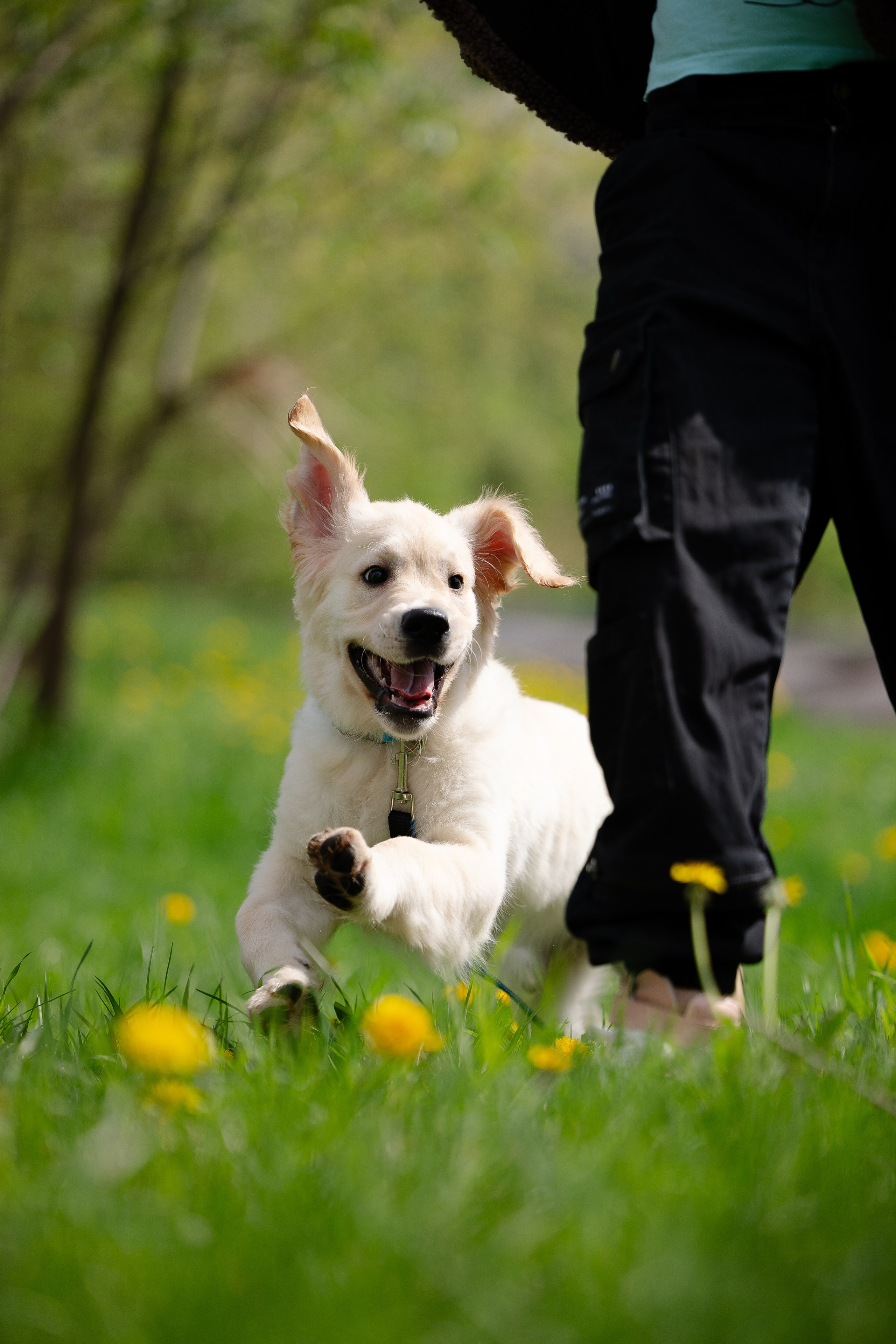 Голден ретривер. Фотограф и видеограф анималист Аганина Дарья