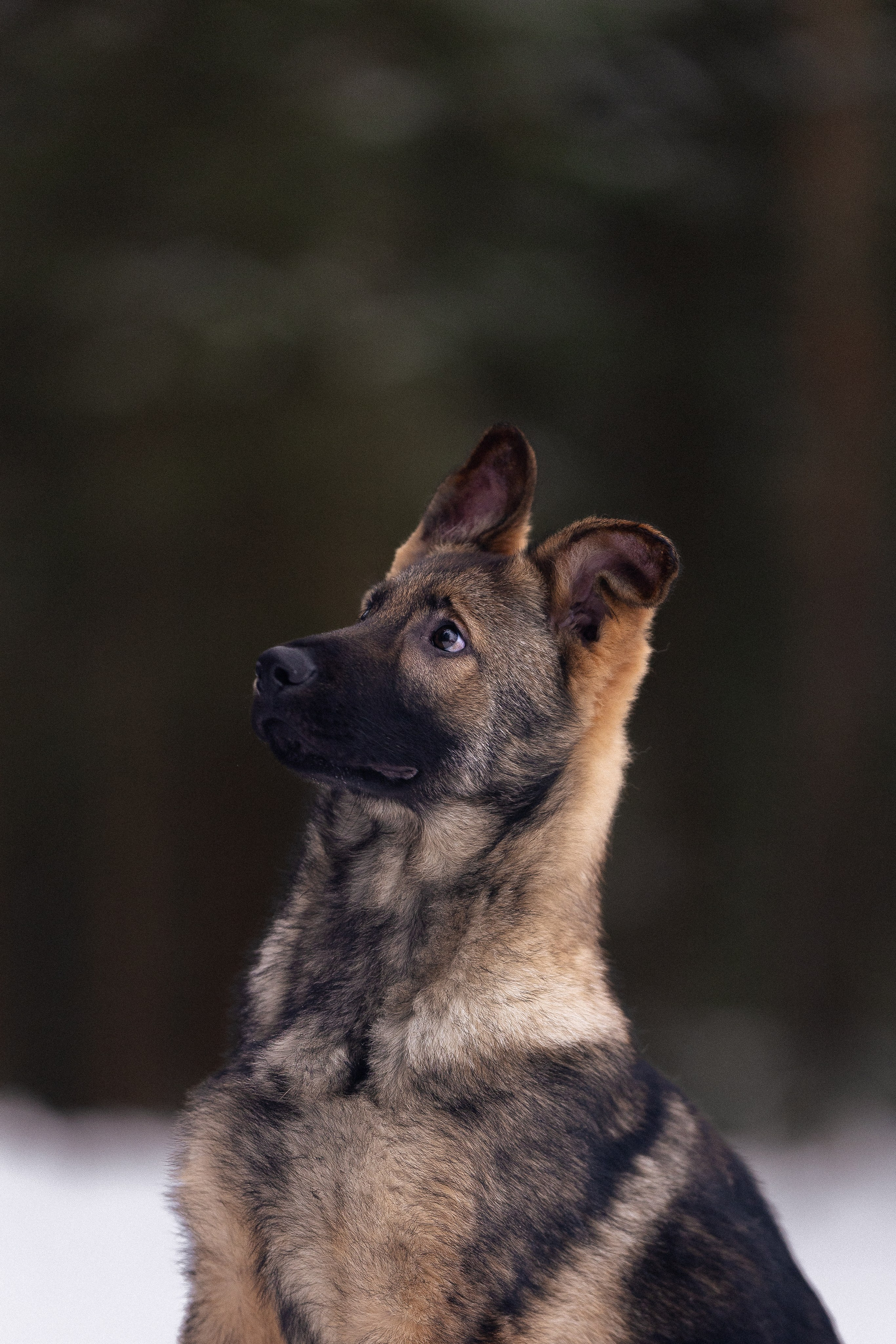 Немецкая овчарка. Фотограф и видеограф анималист Аганина Дарья