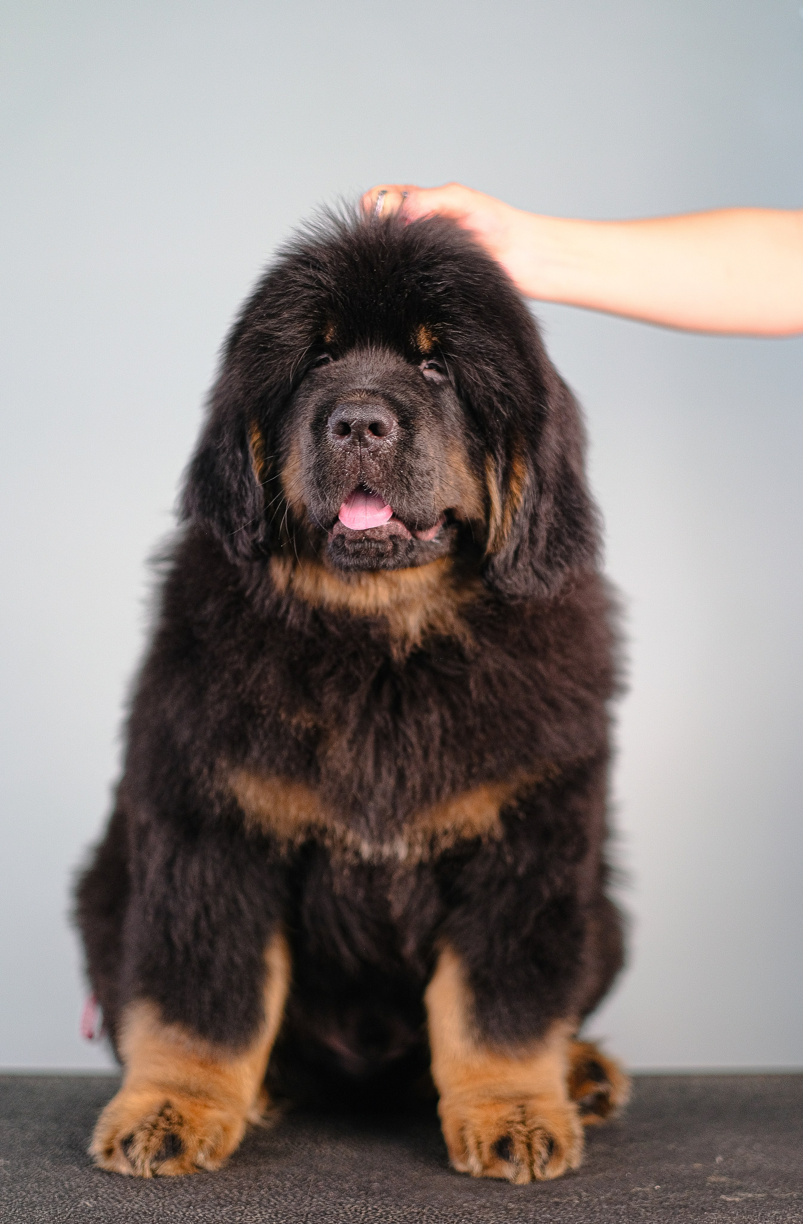 Тибетский мастиф. Фотограф и видеограф анималист Аганина Дарья