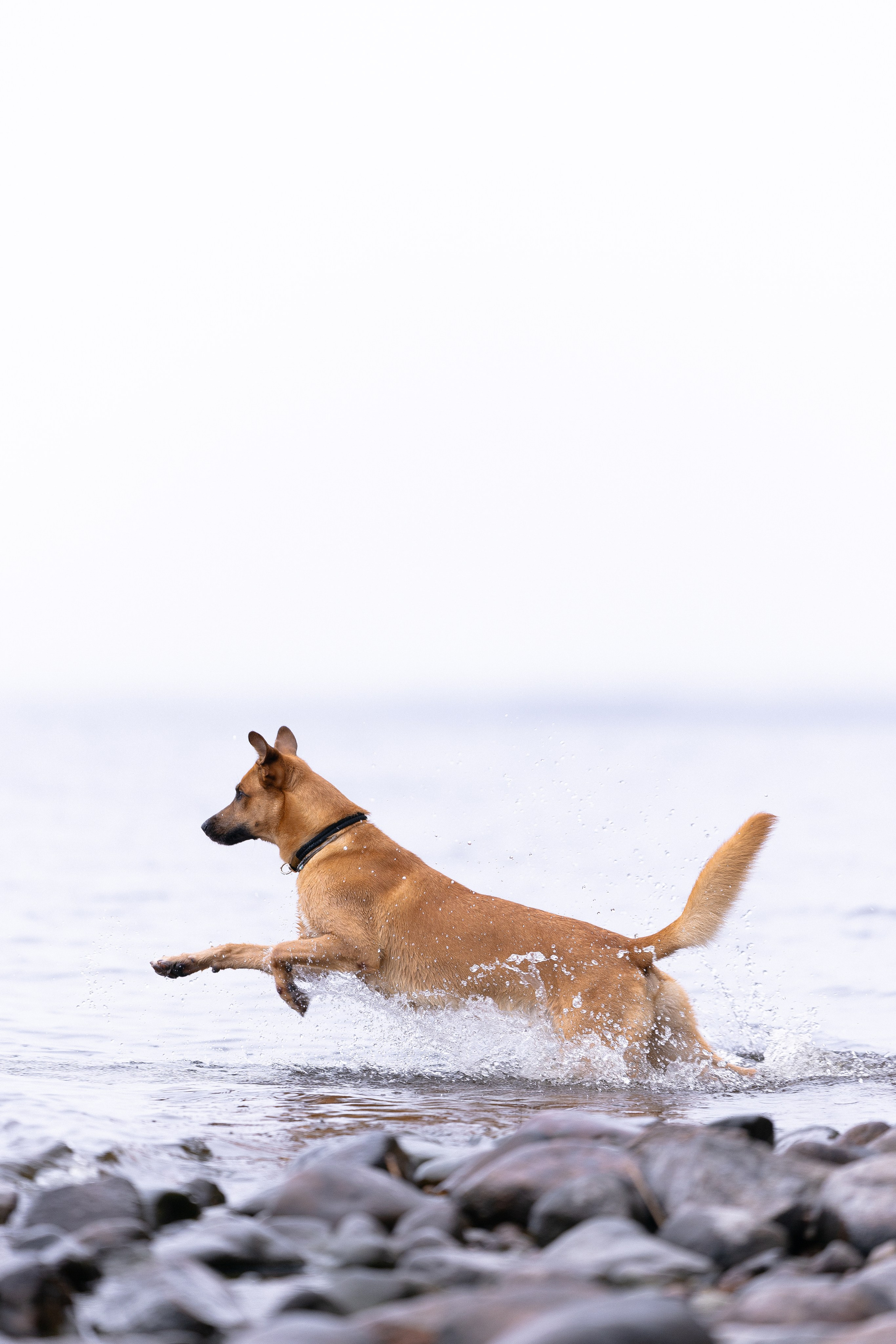 Karelia. Фотограф и видеограф анималист Аганина Дарья