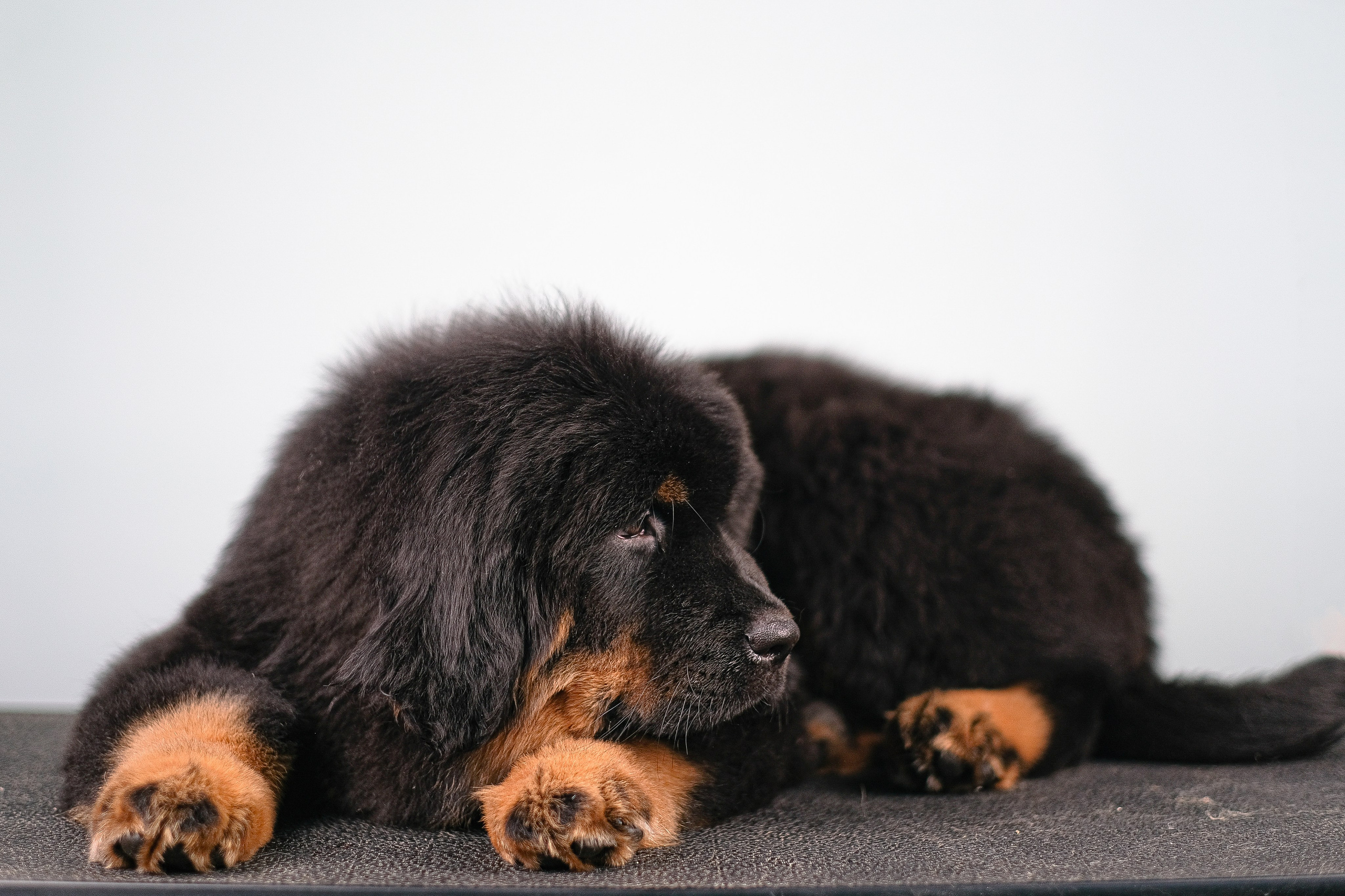 Тибетский мастиф. Фотограф и видеограф анималист Аганина Дарья