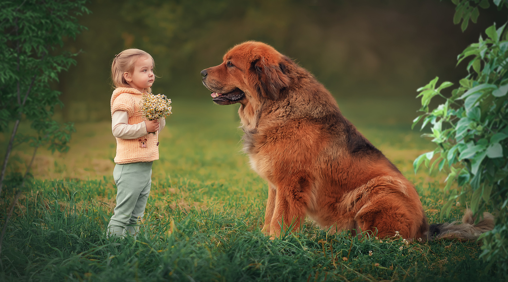 Маленькая девочка с букетом из ромашек стоит напротив большой собаки и смотрит ему в глаза. 