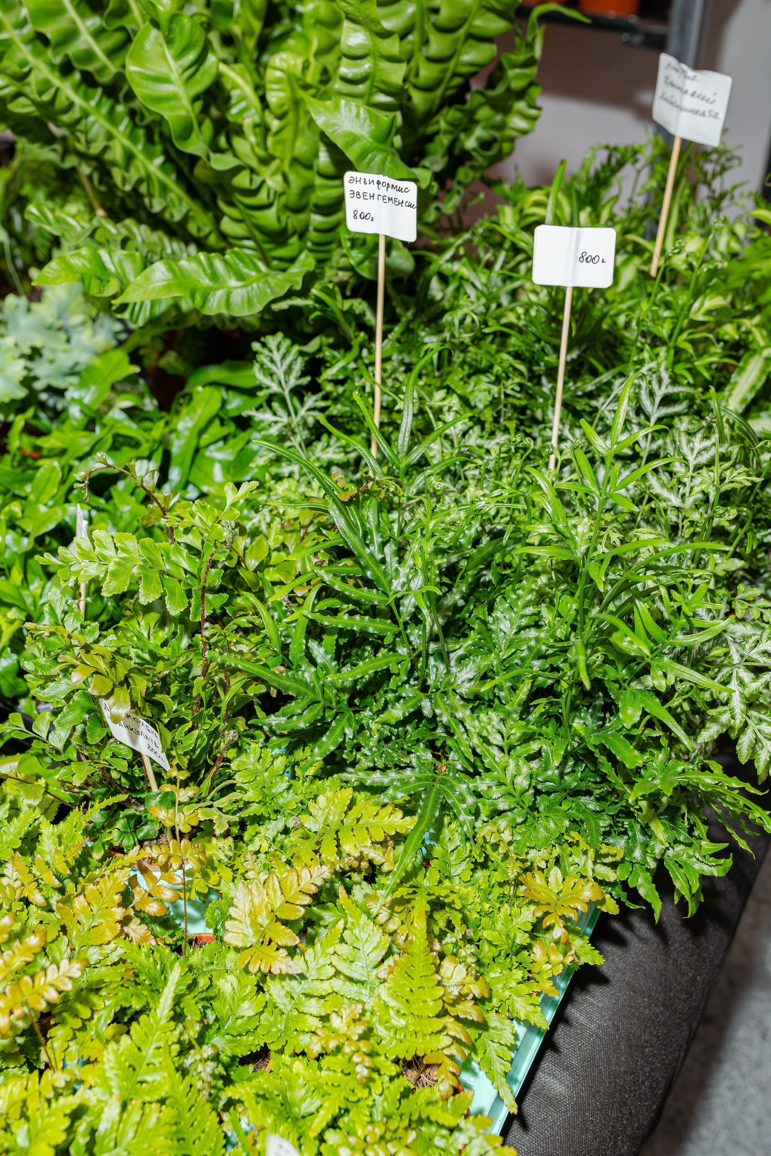 Монстериум апрель 2026. Александра Куликова фотограф, Москва