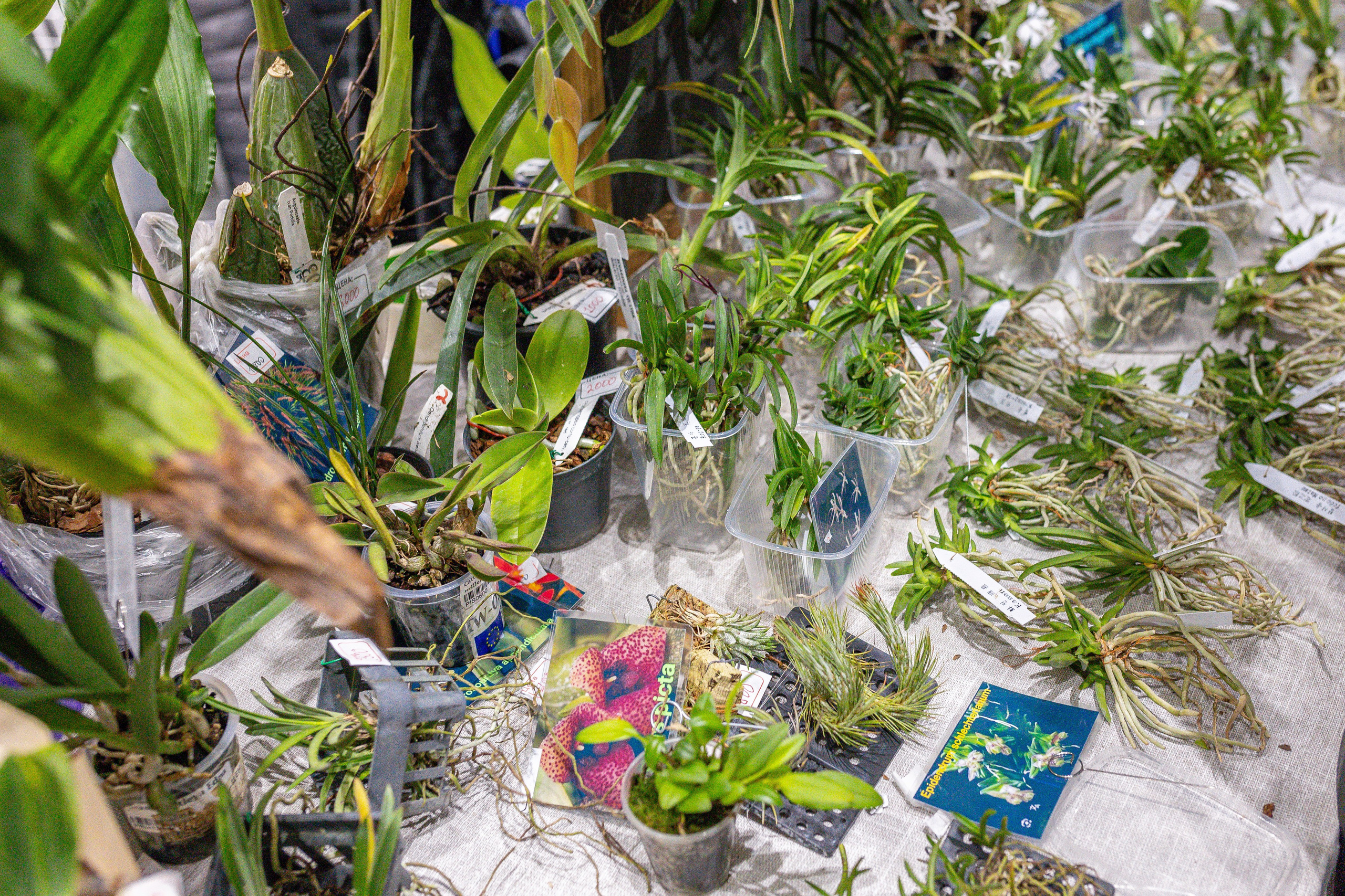 Орхидиум 12.2025. Александра Куликова фотограф, Москва