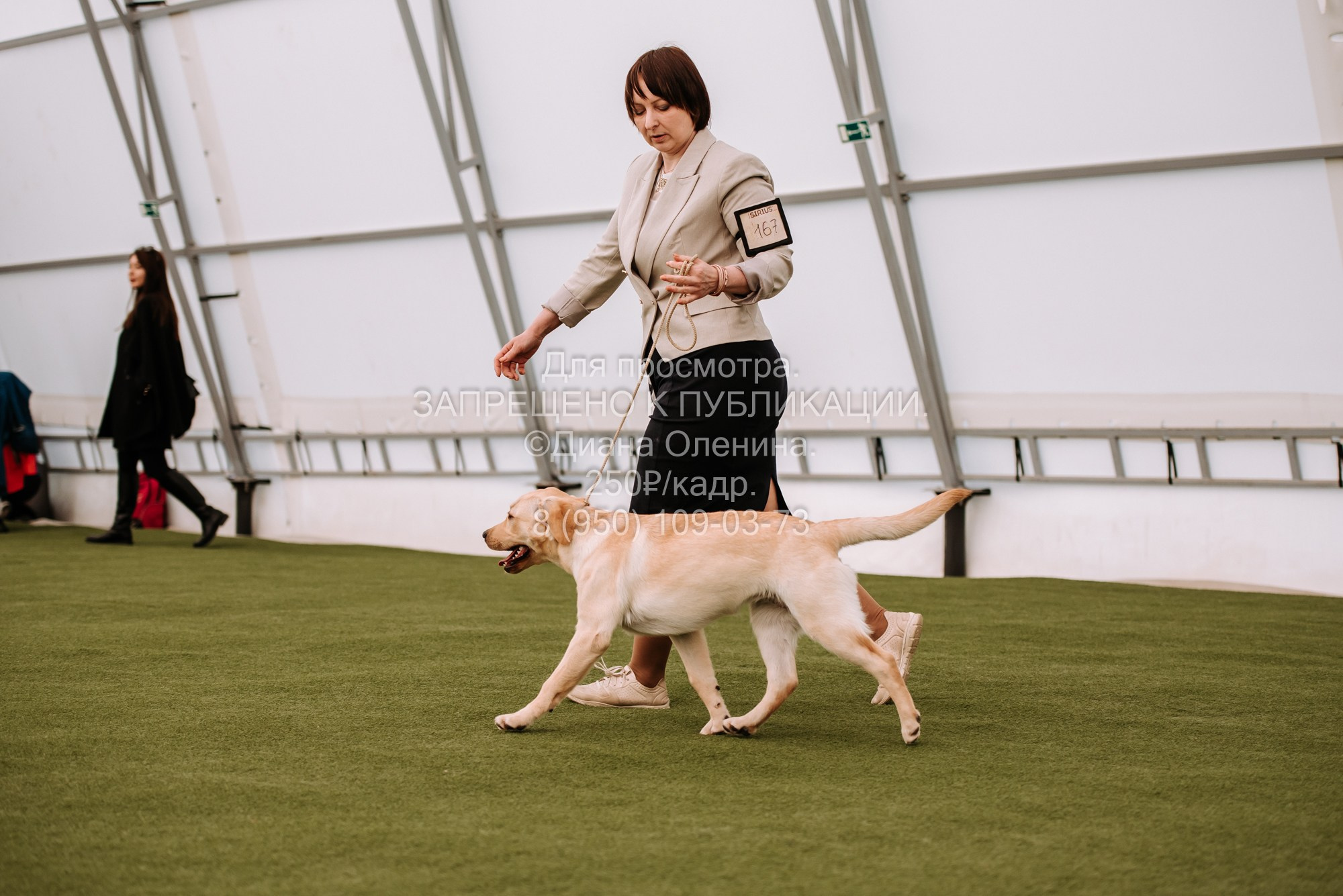 Выставка собак Красноярск 2.06. Фотограф Диана Оленина Красноярск / Братск