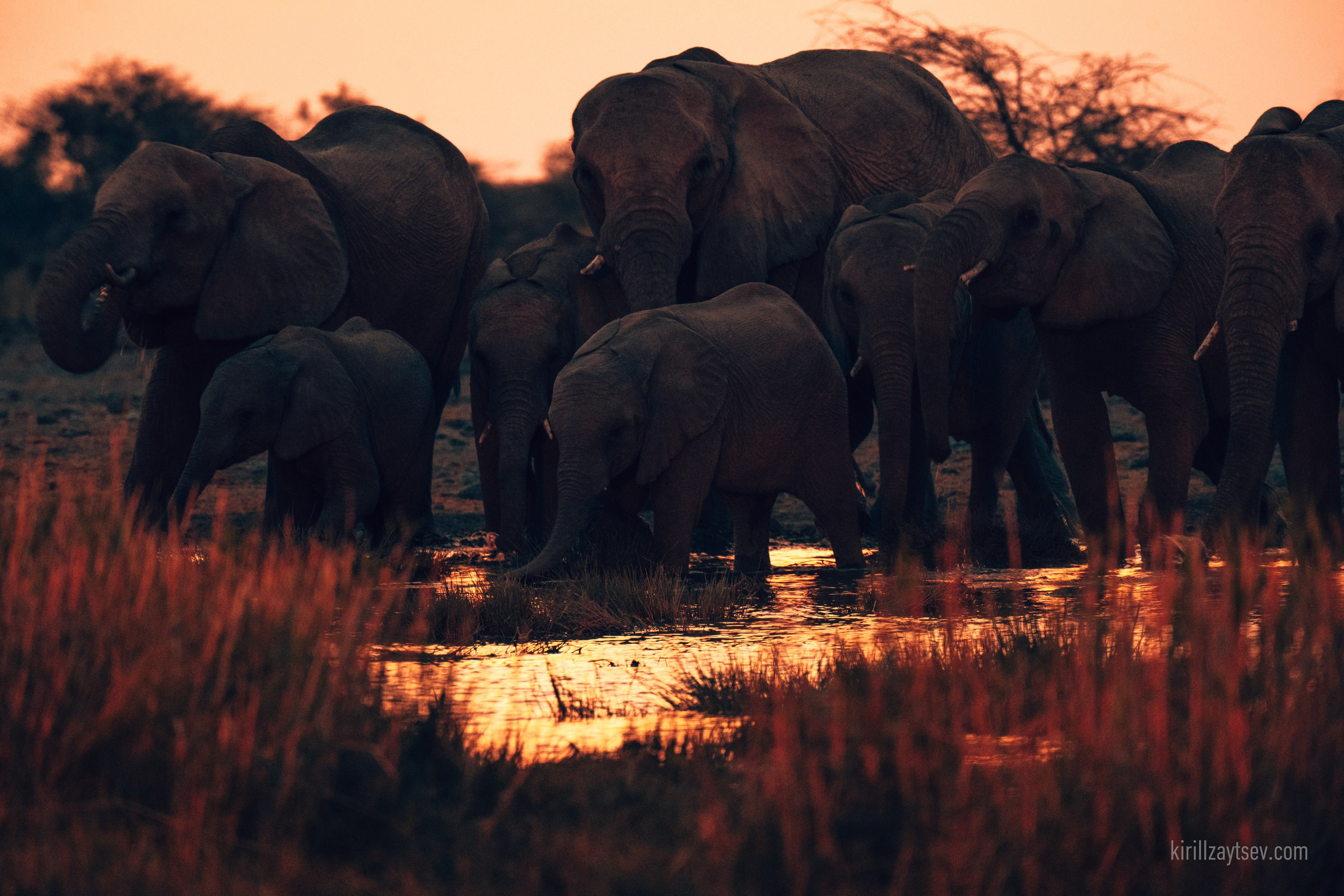 Жизнь. Профессиональный фотограф Кирилл Зайцев