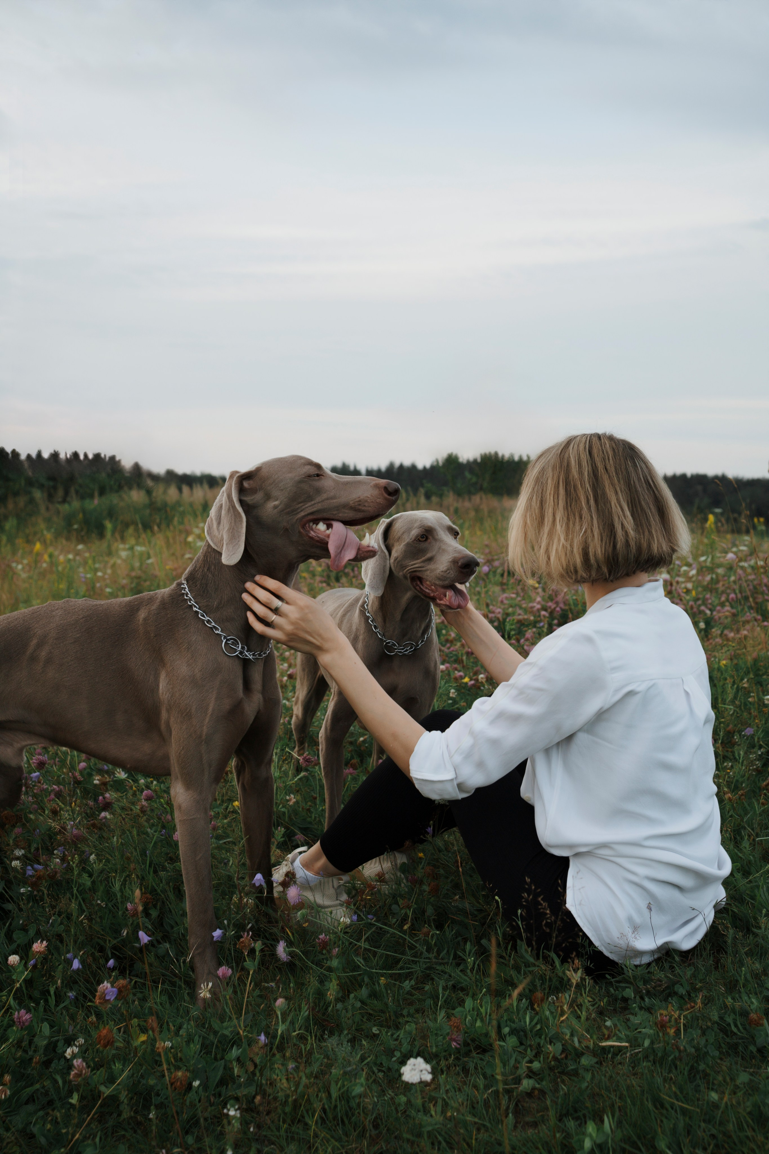 Маргарита и веймаранеры. Фотограф-анималист в Санкт-Петеребурге Титова Алиса