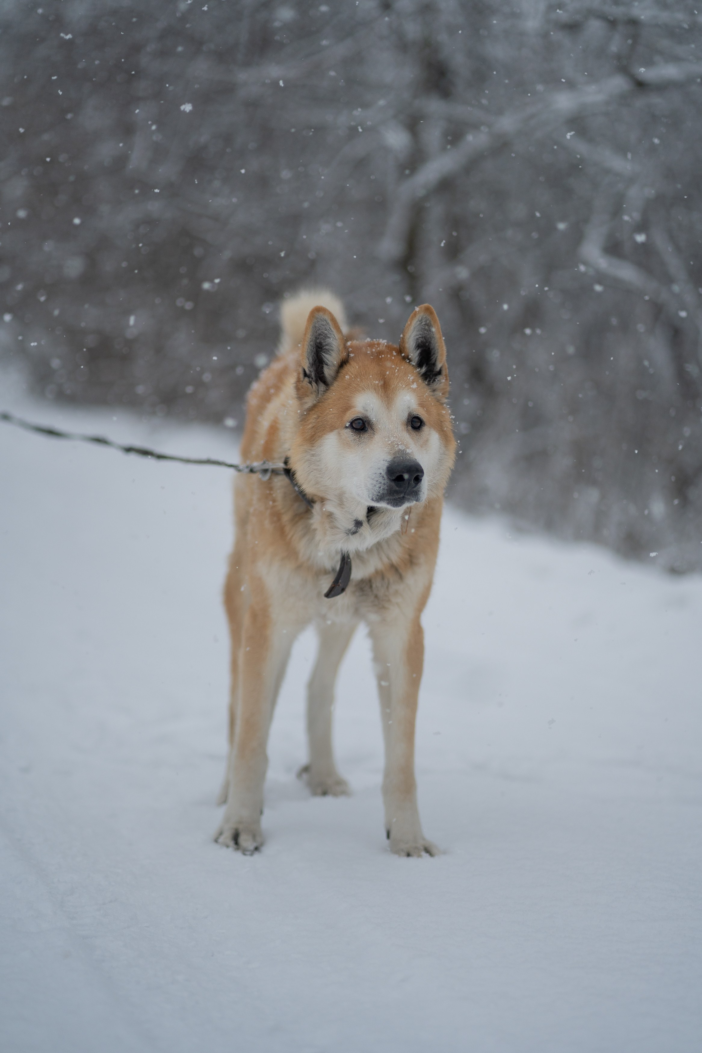 Анимализм. Портретный фотограф Олеся Владимирова в Москве