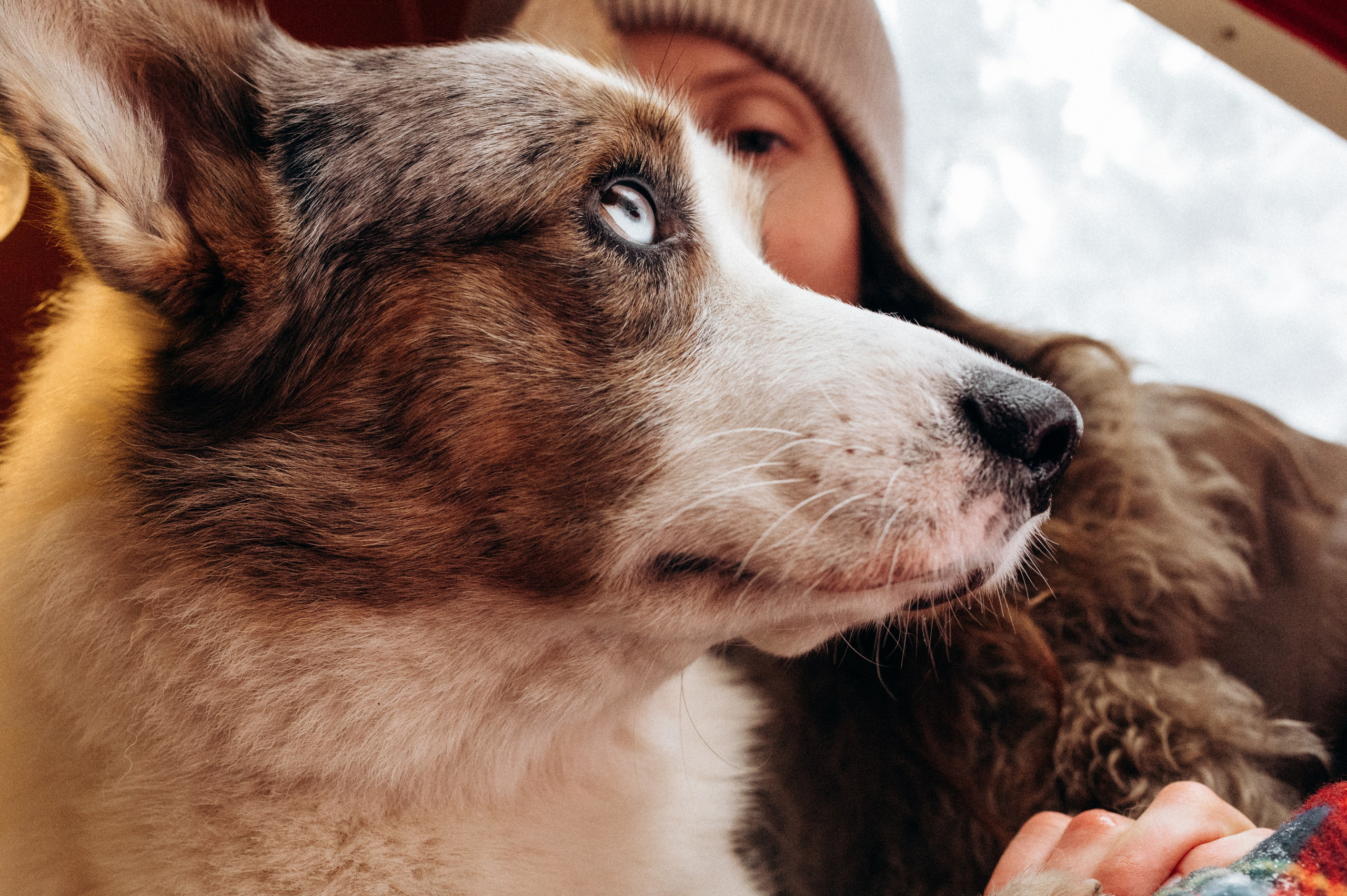 Маша и Дэф. Фотограф анималист в Москве Ольга Агушева