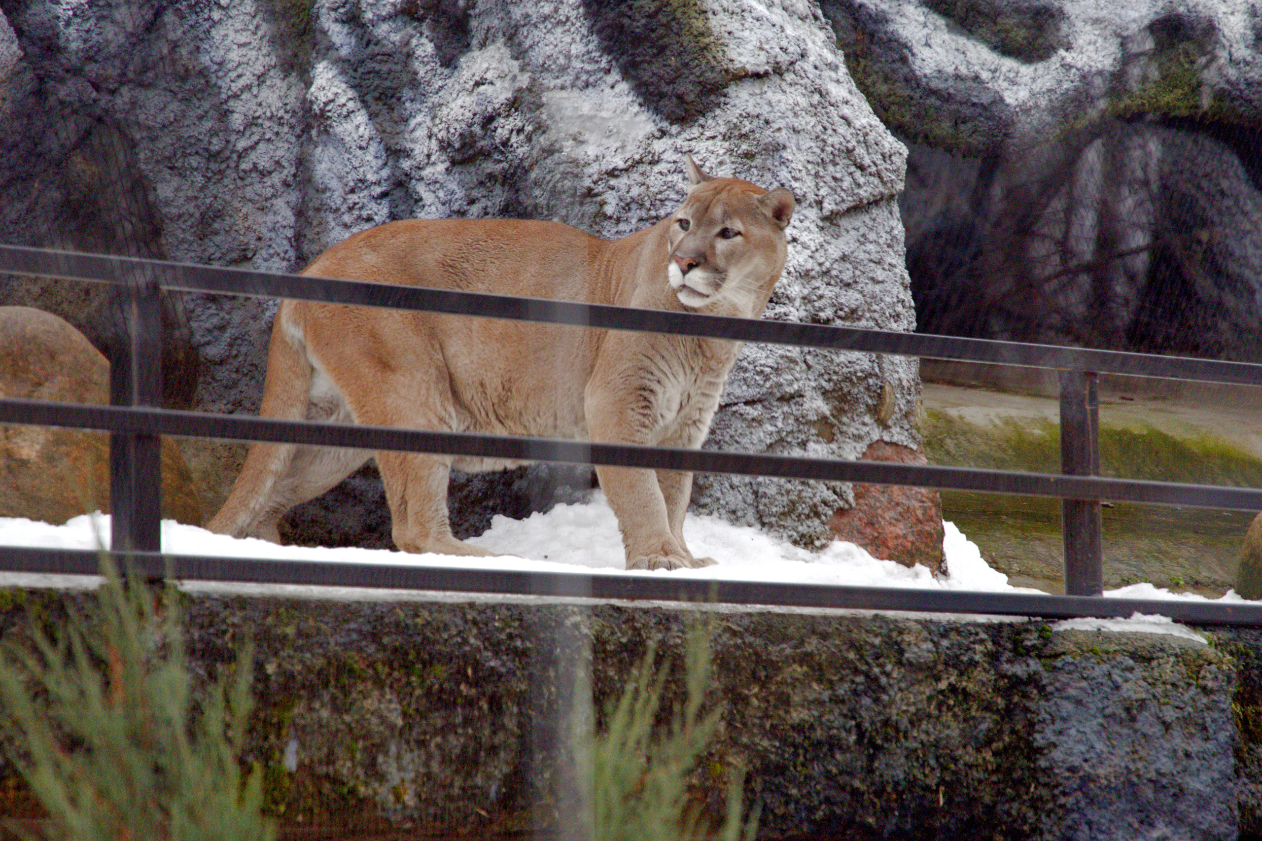 ЗООПАРК. ФОТОГРАФ В МОСКВЕ СТАНИСЛАВ КОБЗЕВ