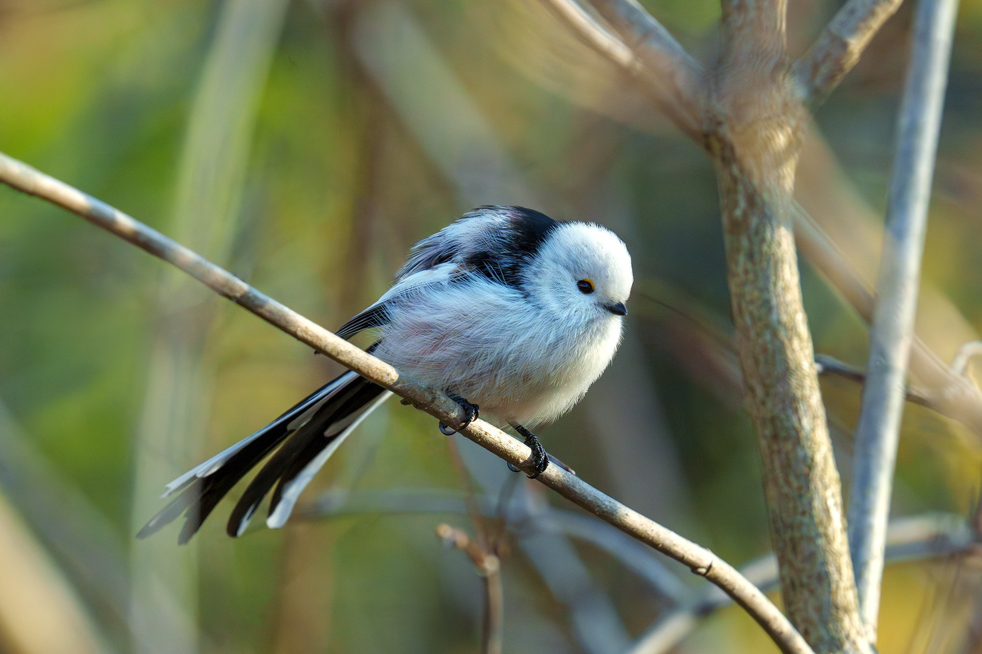 Удивительные мир птиц. Вокруг нас столько прекрасного — присмотритесь!. Ваш личный фотограф Марина Волкова