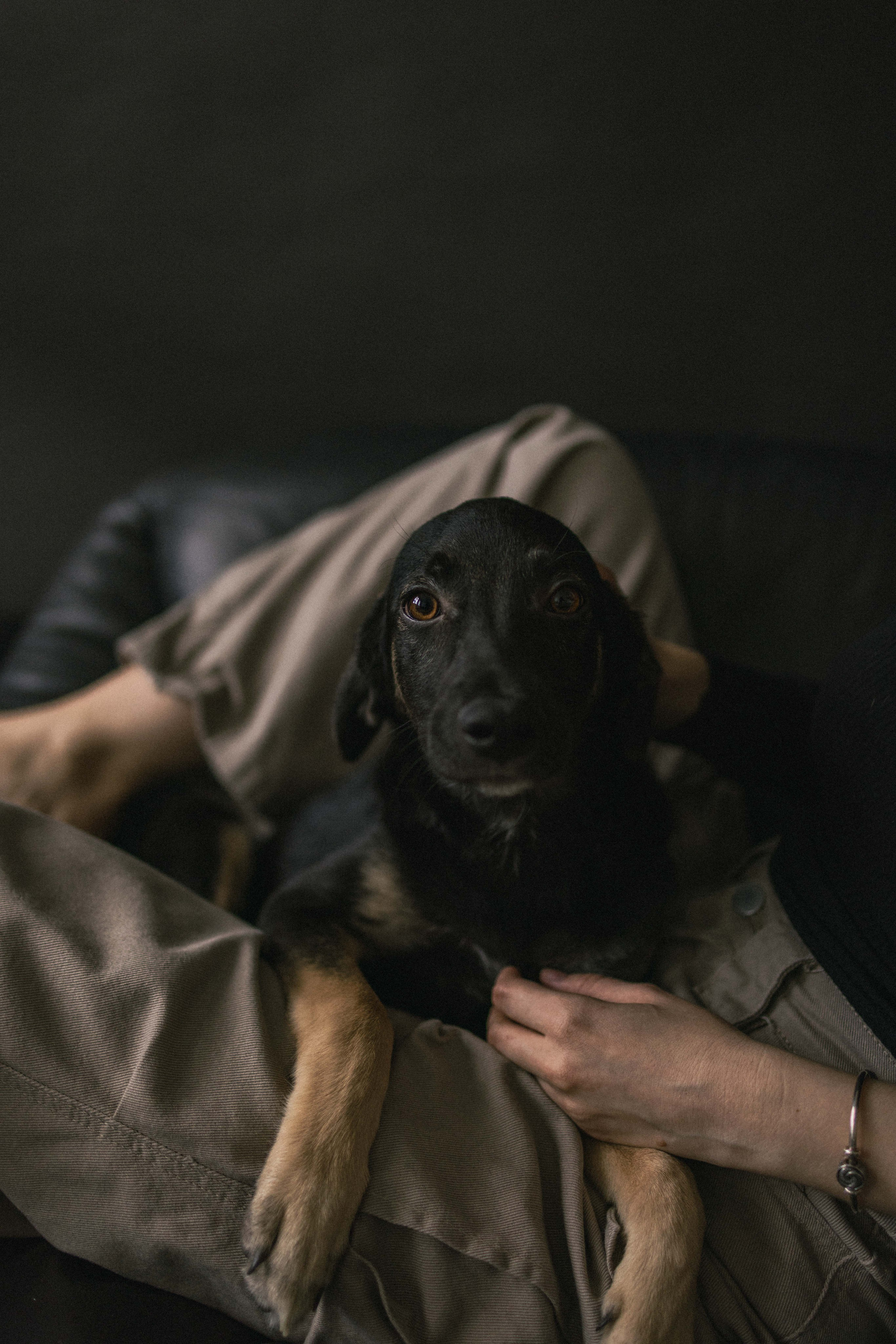 Крис и Тэдди. Фотограф-анималист в Москве Лера Черноног