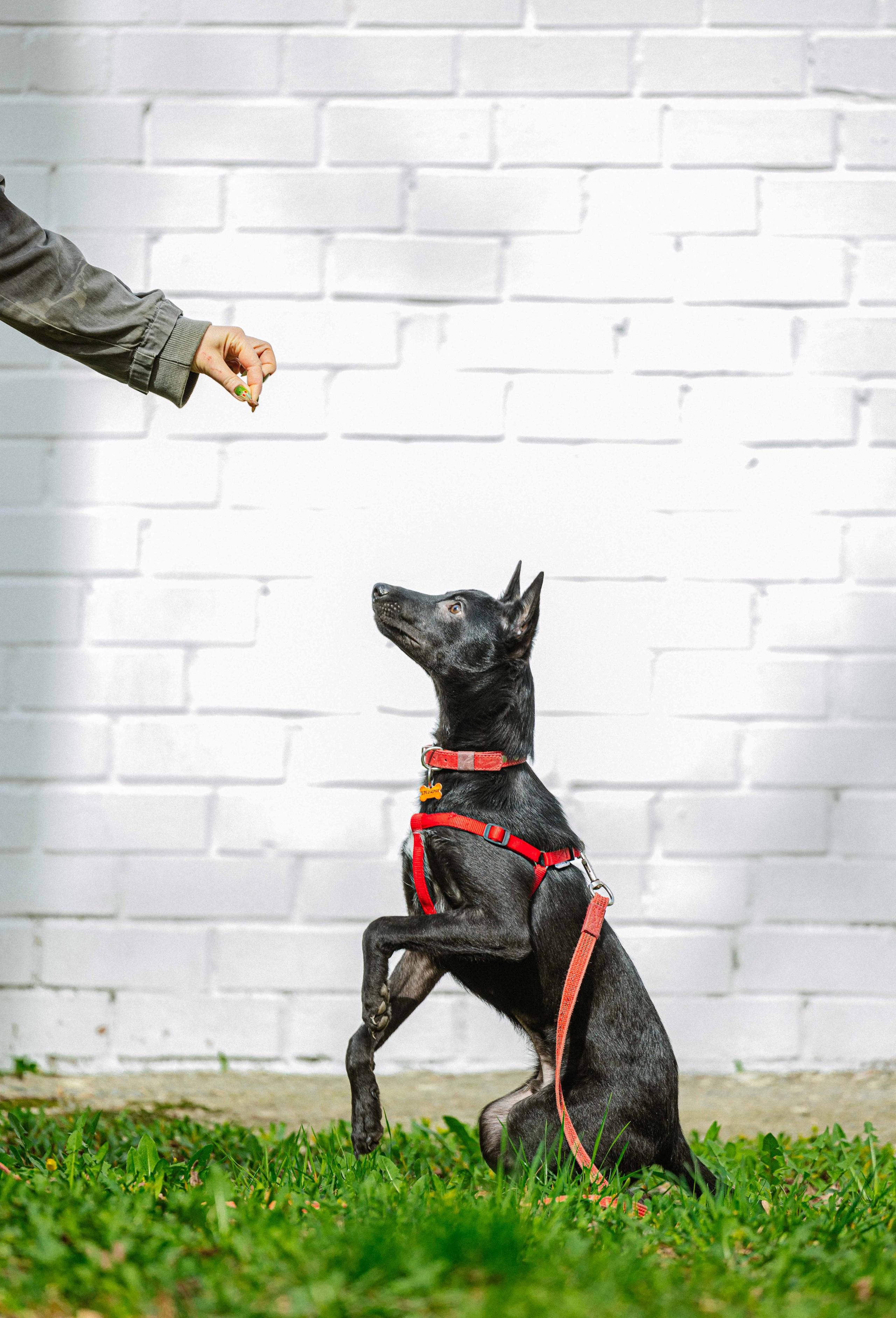 Булька. Фотограф-анималист в Москве Лера Черноног