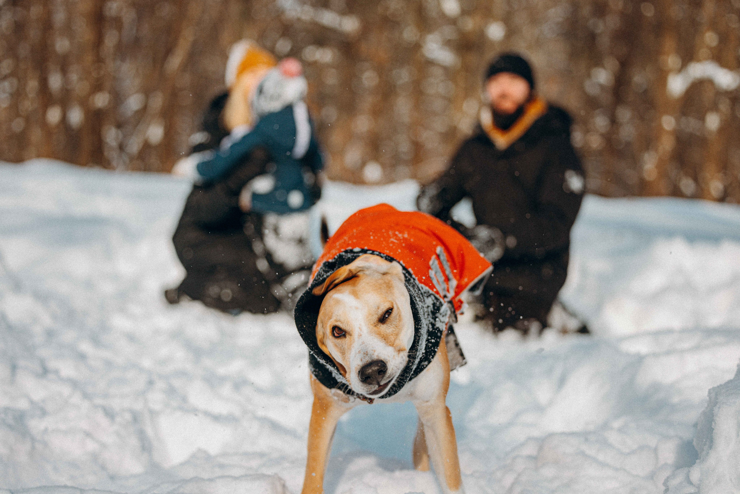 Свобода и ее семья. Фотограф-анималист в Москве Лера Черноног