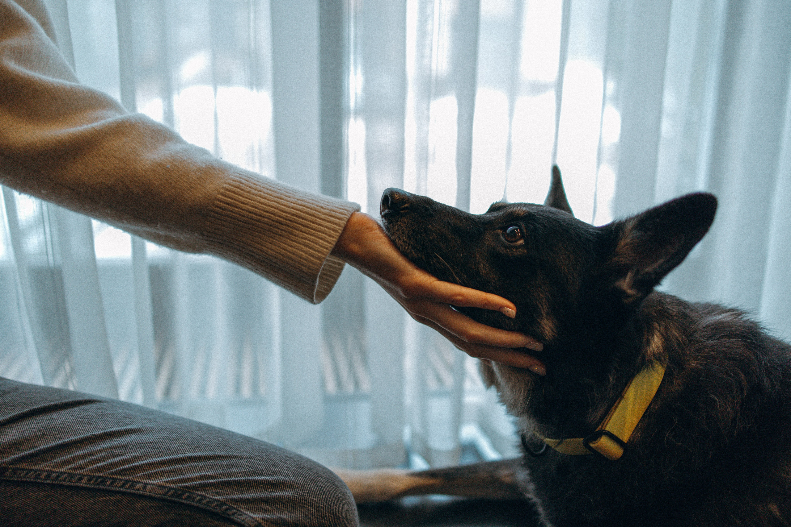 Ника, Матиша и Герда. Фотограф-анималист в Москве Лера Черноног