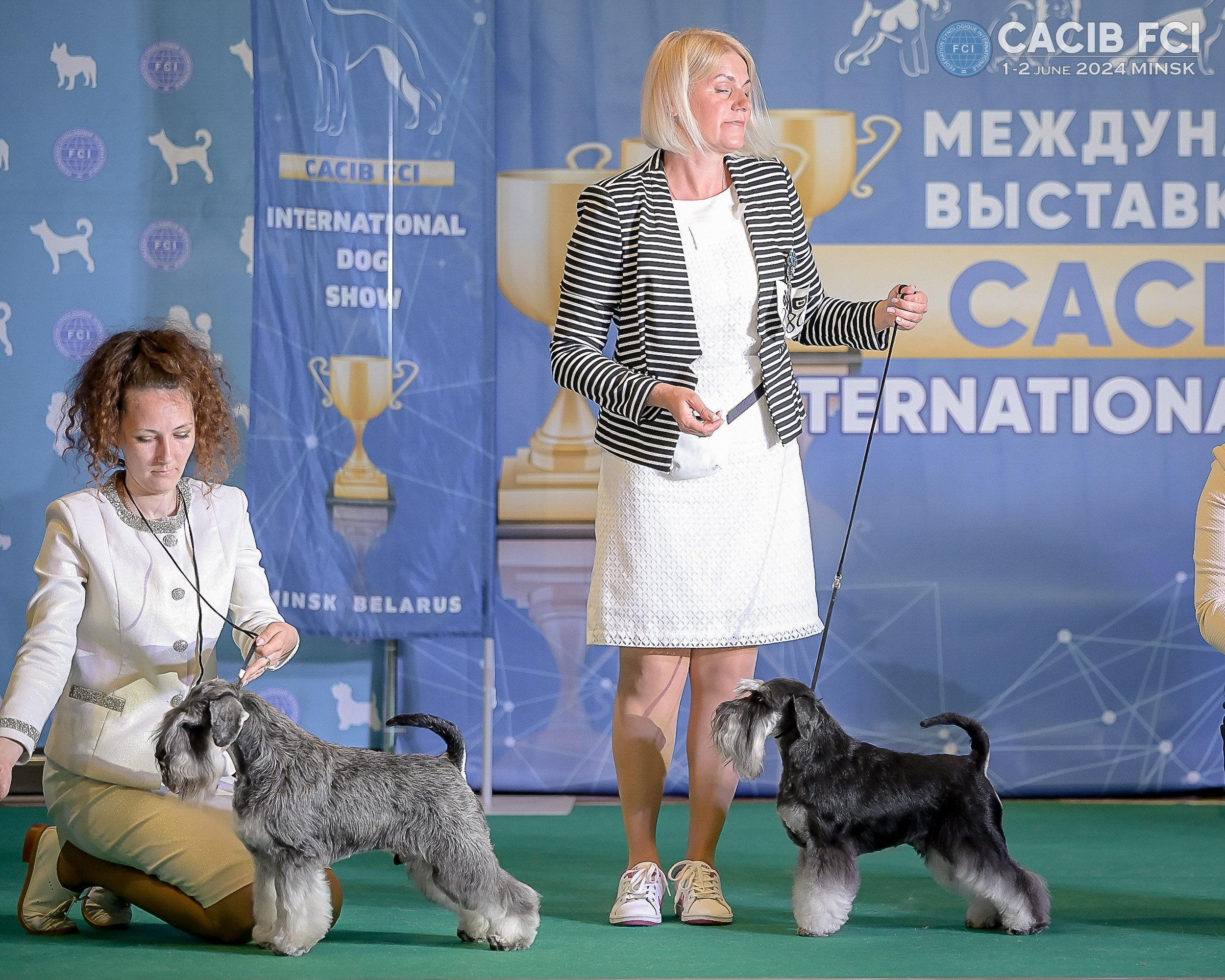 Питомник Делинсо Бэлэнс, щенки цвергшнауцера, купить щенка цвергшнауцера, питомник цвергшнауцеров, кобель цвергшнауцера для вязки, щенок цвергшнауцера, питомник цвергшнауцеров, черный с серебром, цверг, лучший питомник в беларуси