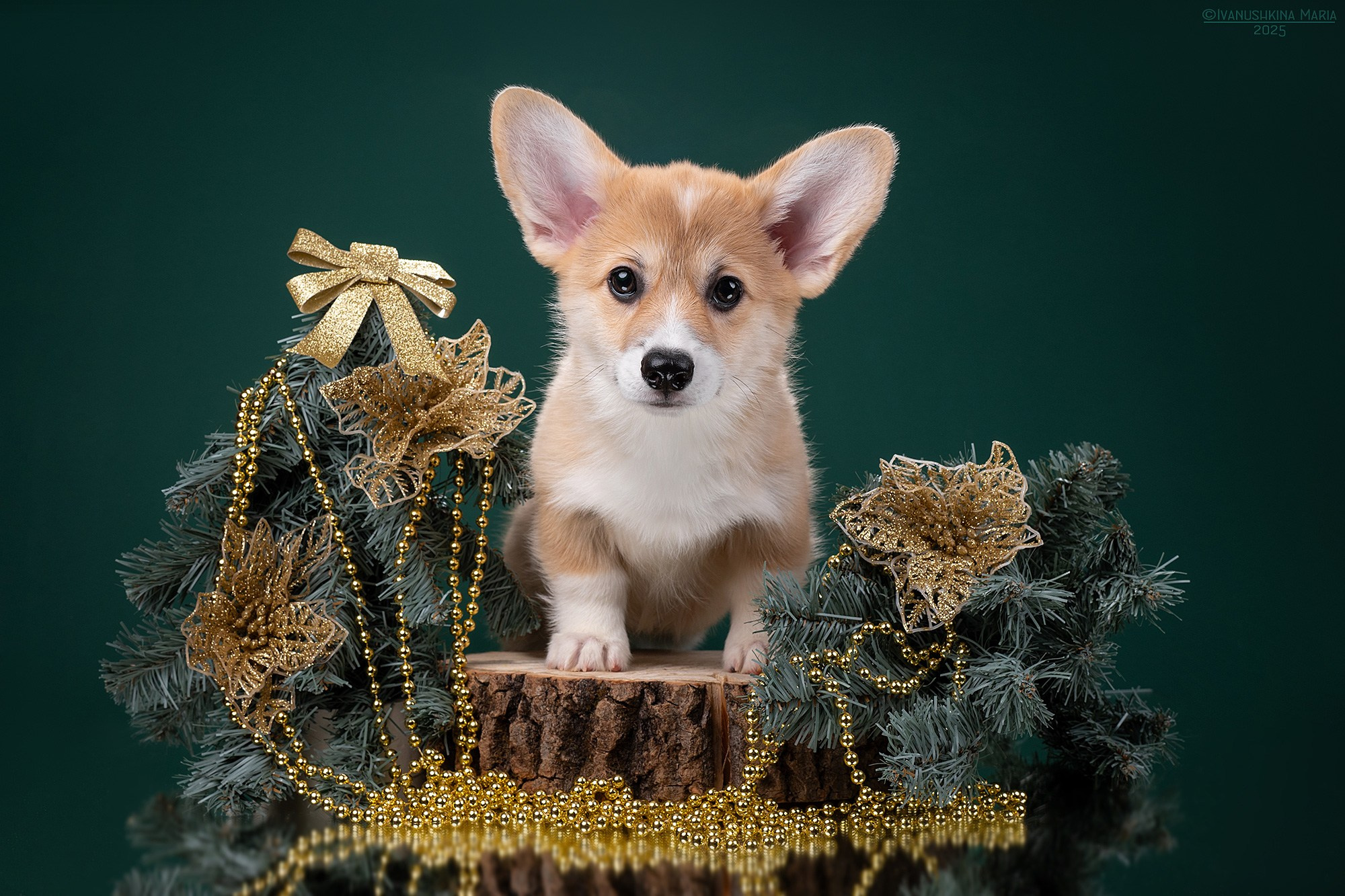 Фотосессия щенков на фонах. Фотограф собак в Москве и Московской области Иванушкина Мария