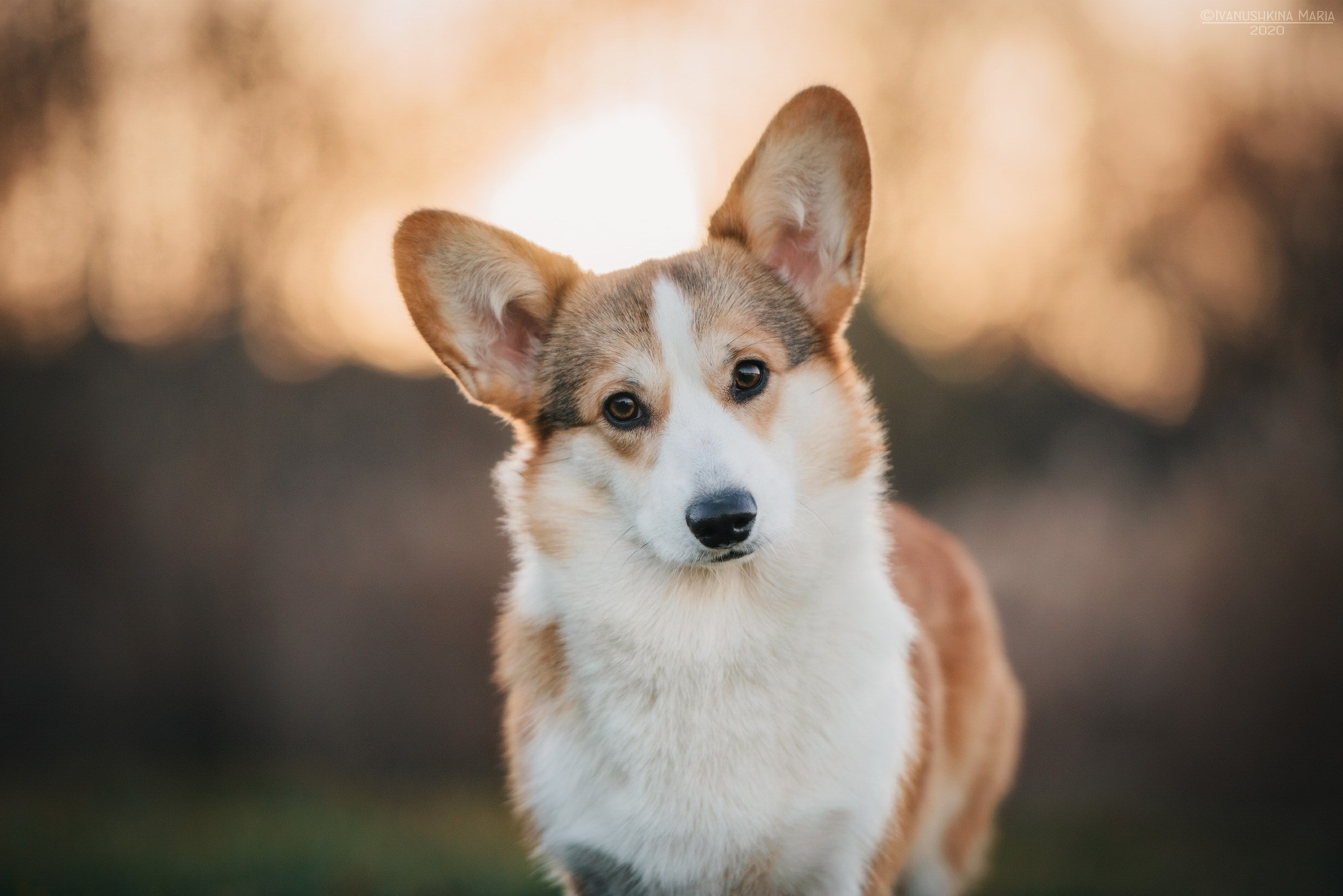 Фотограф-анималист. Фотограф собак в Москве и Московской области Иванушкина Мария