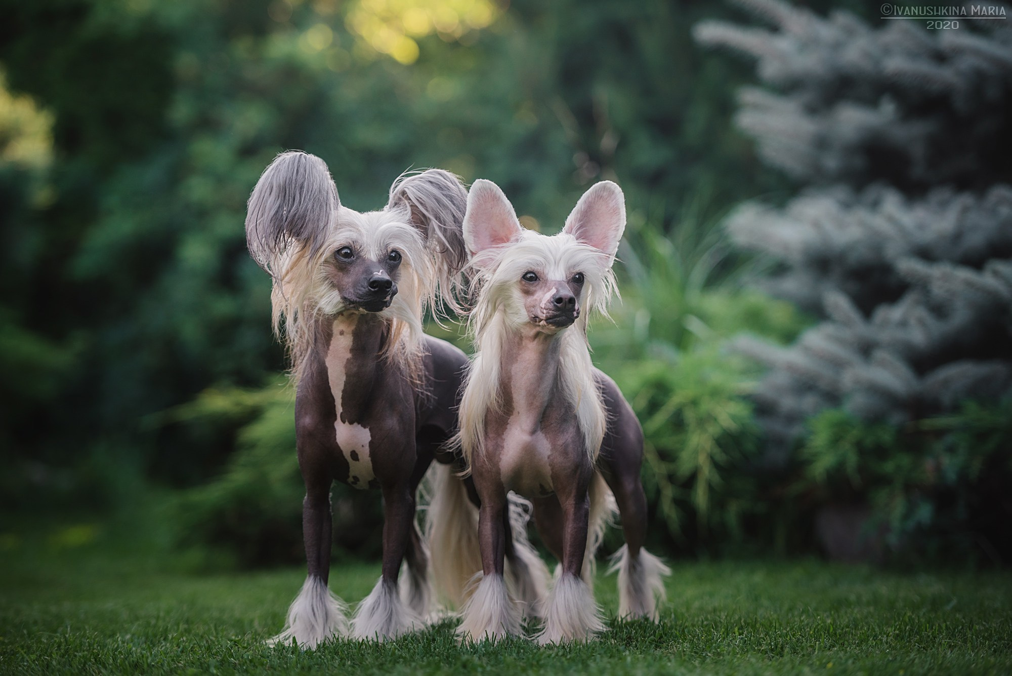 китайская хохлатая собака голая
