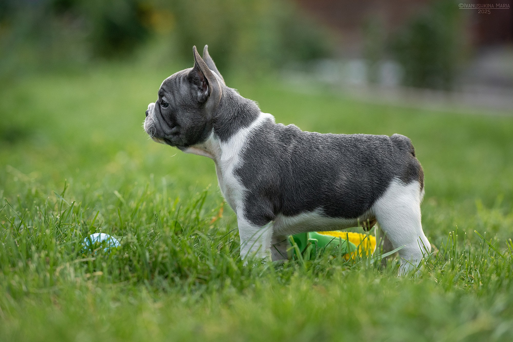 Фотосессия щенков на продажу. Фотограф собак в Москве и Московской области Иванушкина Мария