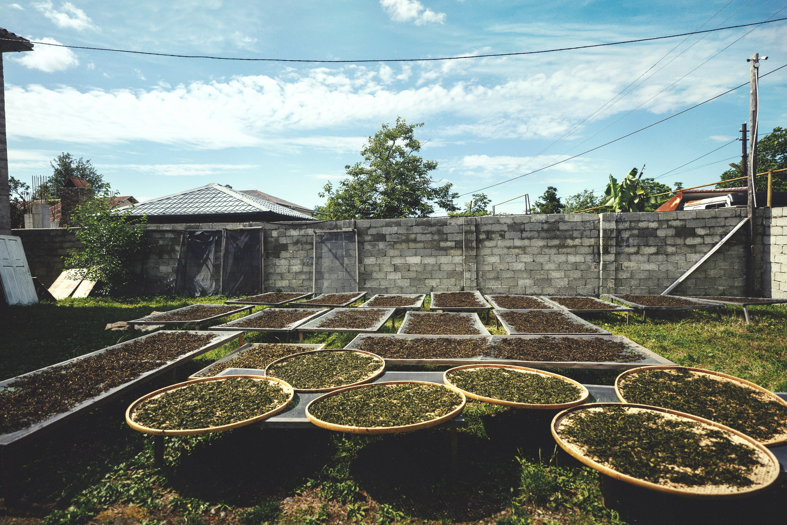 Tea production Moychay, Guria. Андрей Фадеев фото видео Тбилиси