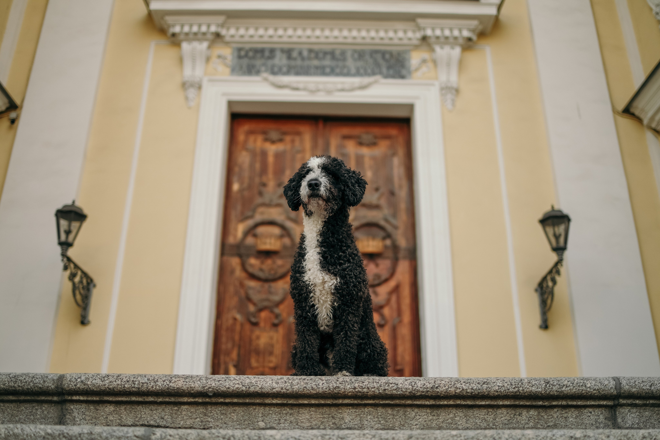 В городе. Фотограф- анималист Санкт-Петербург