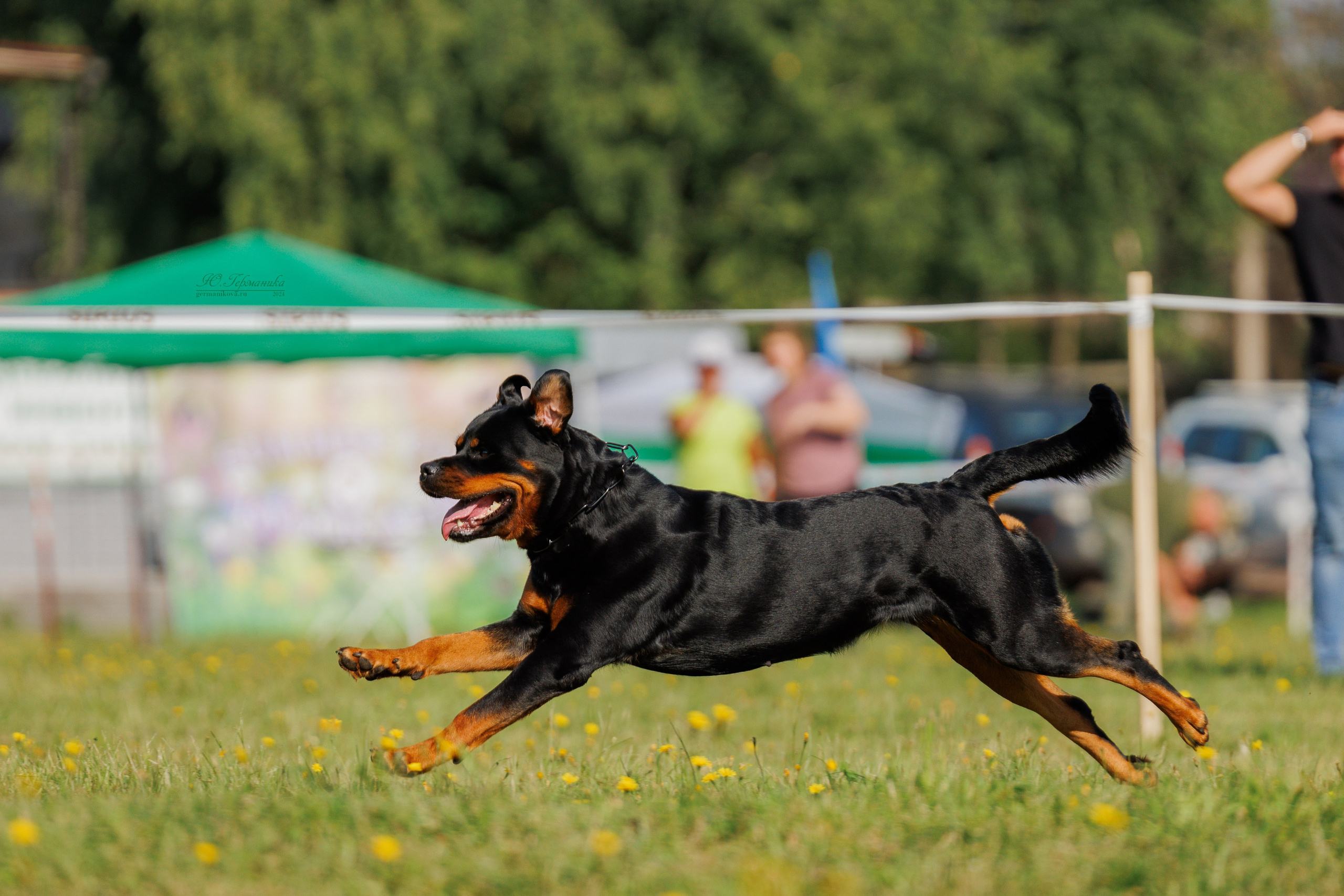 Нижний Новгород ротвейлеры 25.08.2024. Фотограф-анималист Юлия Германика
