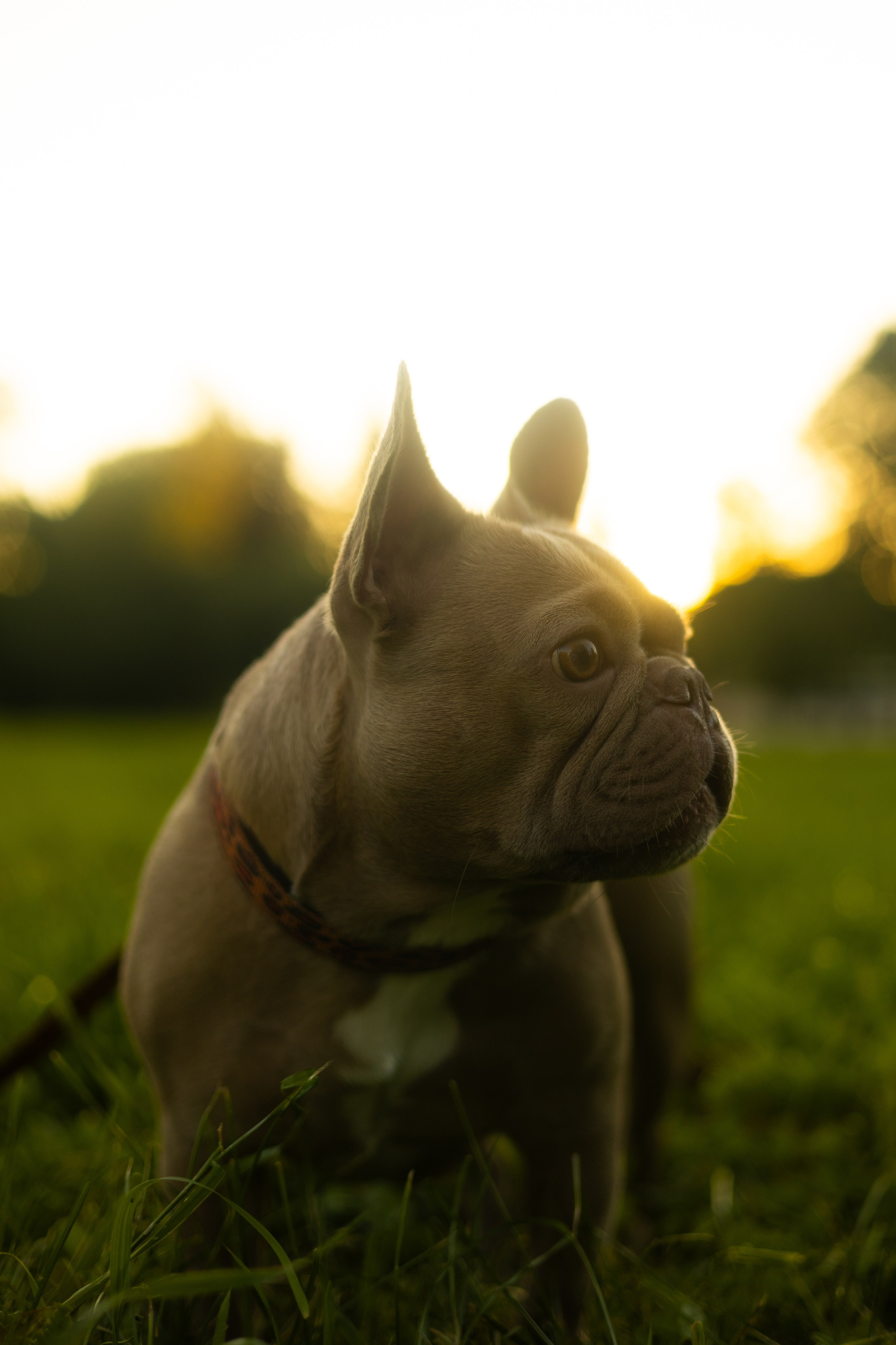 Анастасия и Мейса. Фотограф животных Евгения Верцинская