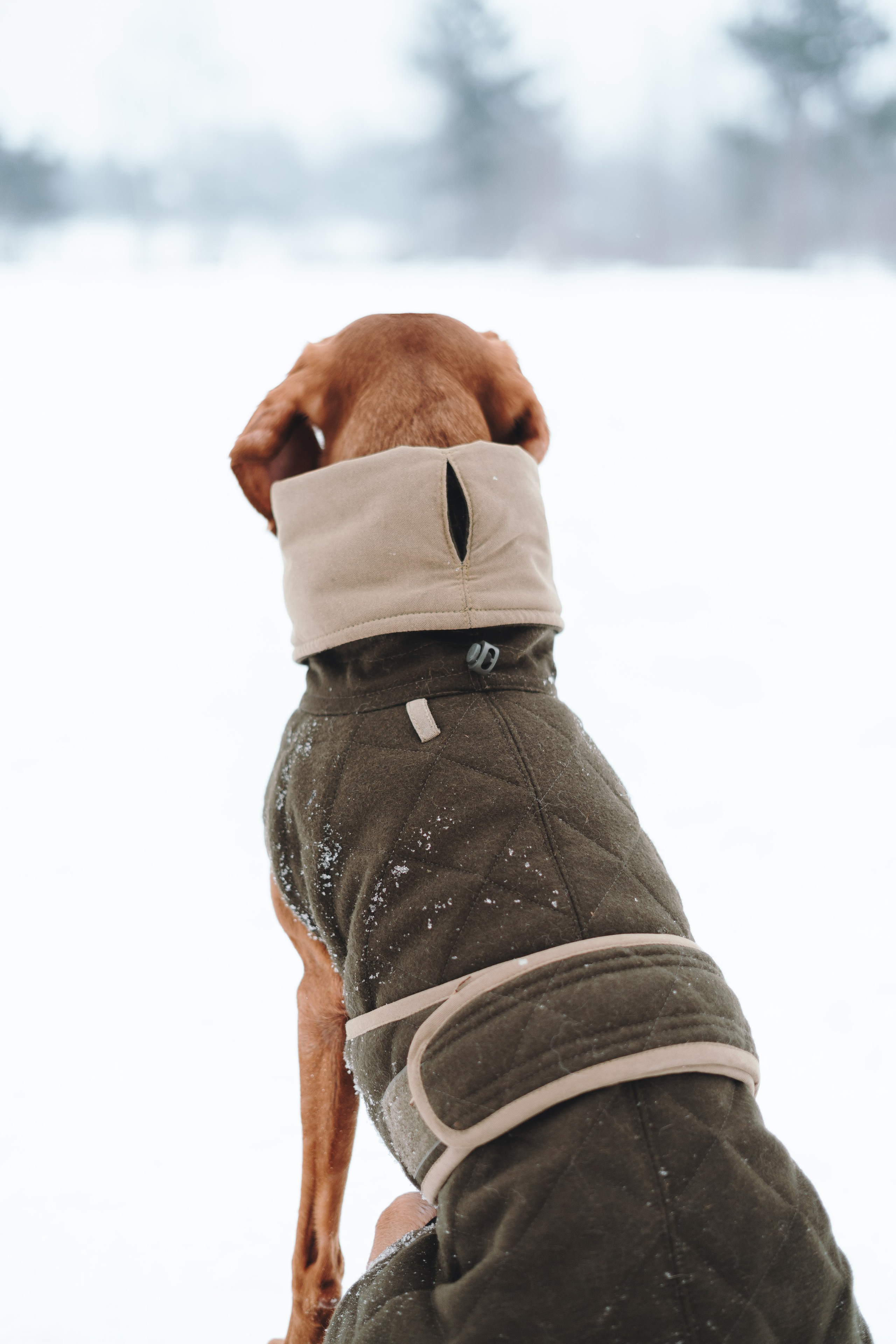 Одежда для собак Bravehound. Фотограф анималист Осипчикова Мария