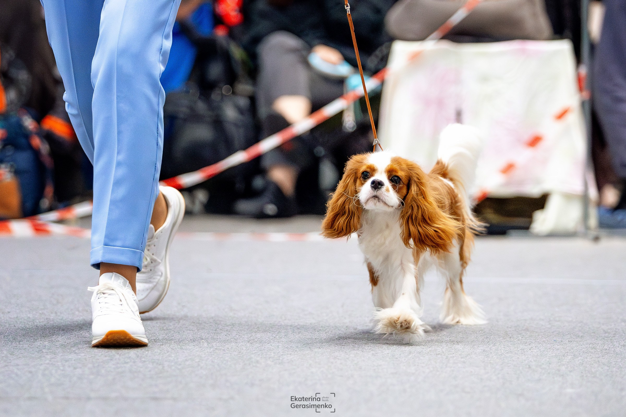 18 января 2025, Выставка РКФ, г. Пермь. Htykk_photo