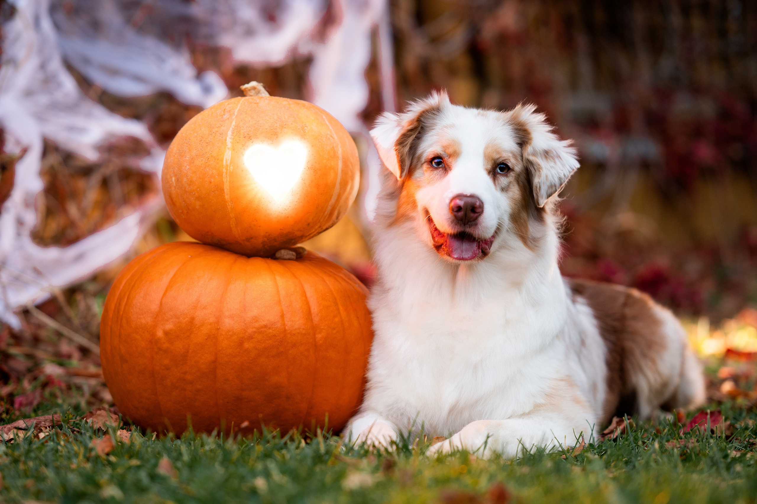 Halloween. Творческий фотограф Вологда
