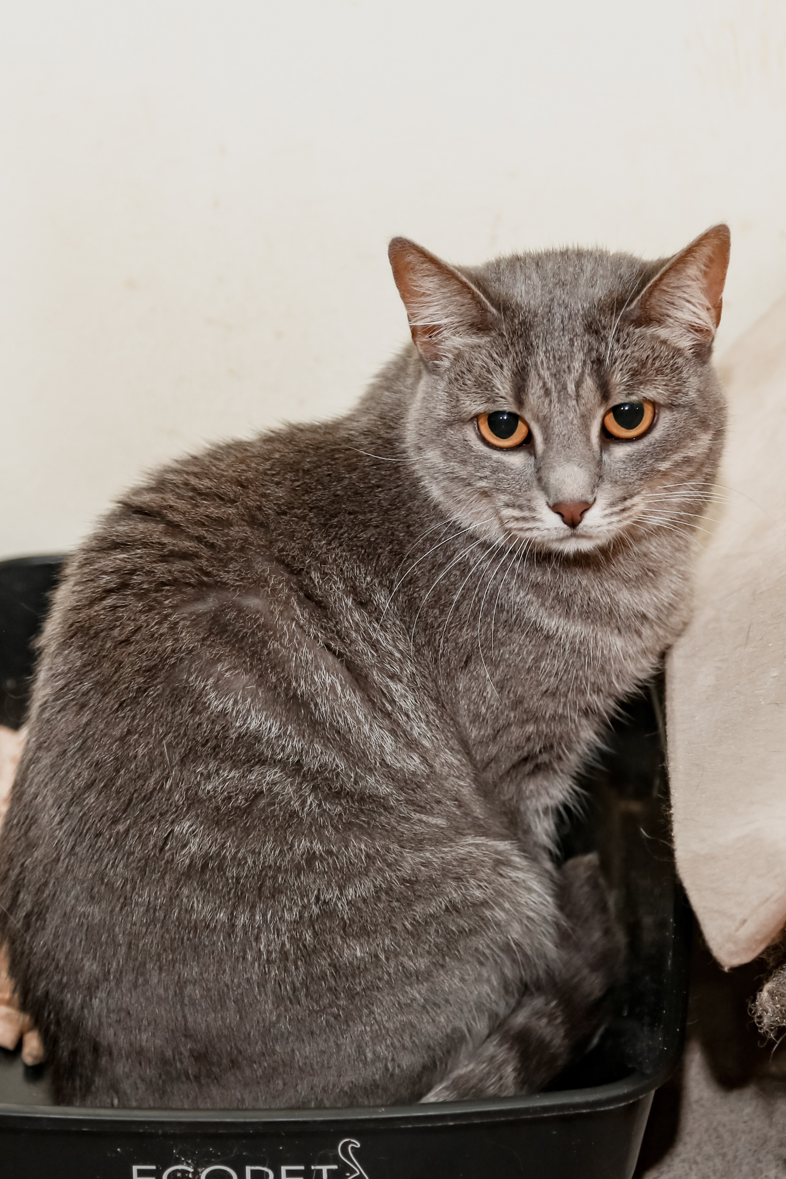 Приют Кошкин Дом Филимоша. Ваш фотограф в Оренбурге Рощупкина Екатерина