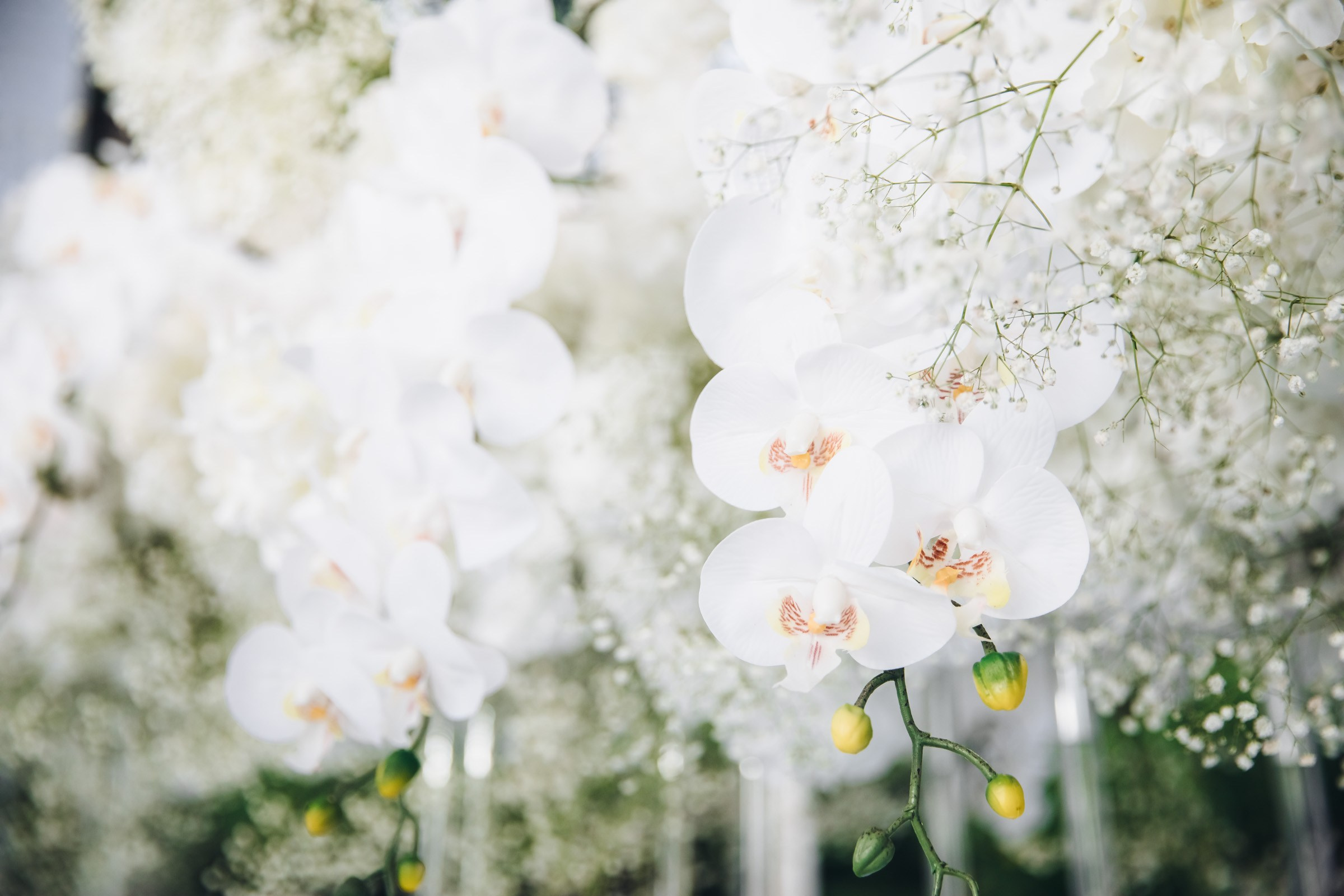 Жаркая Сочинская свадьба. Фотограф Константин Пешков