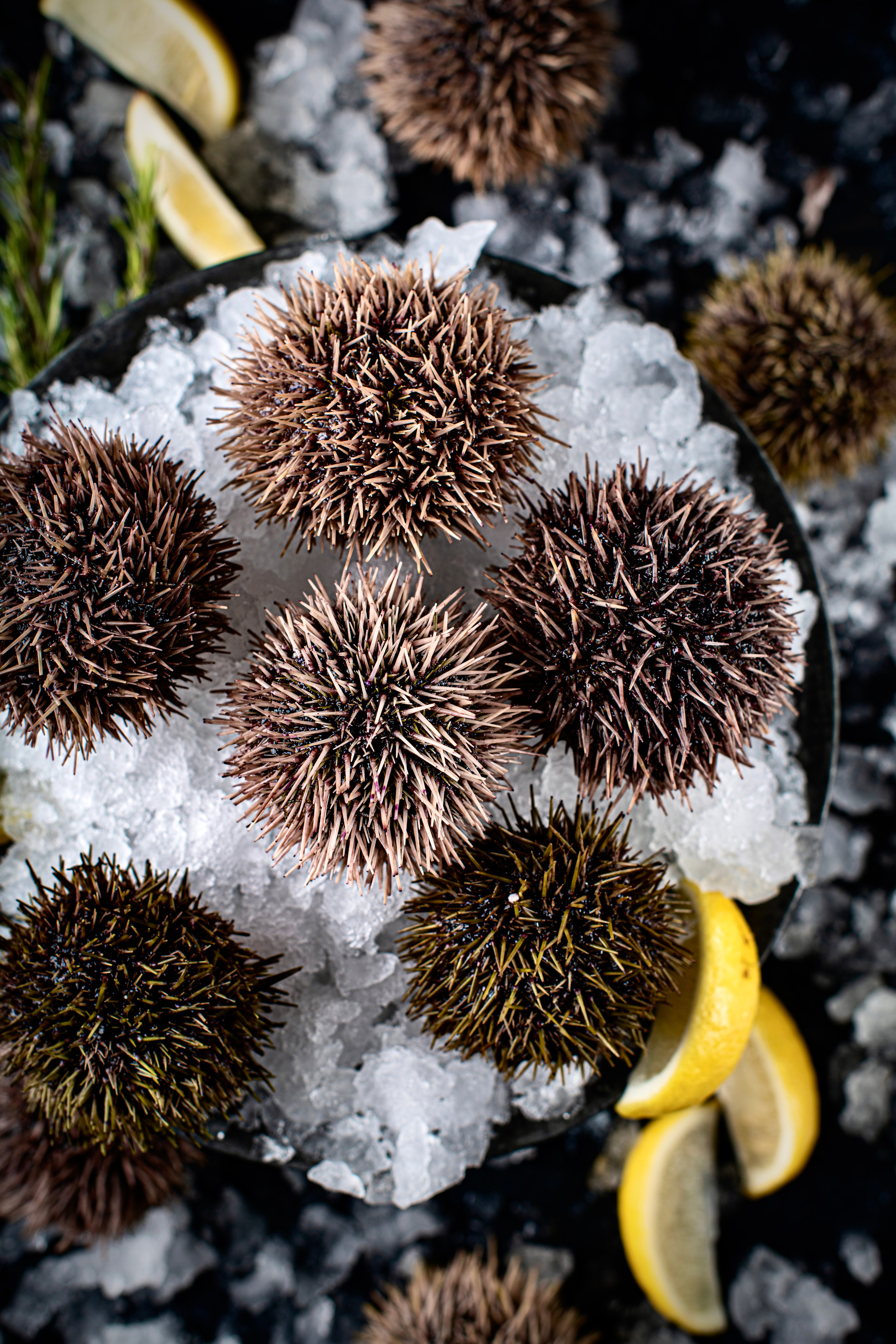 SEAFOOD. Elnora Atnagulova Foodphotography