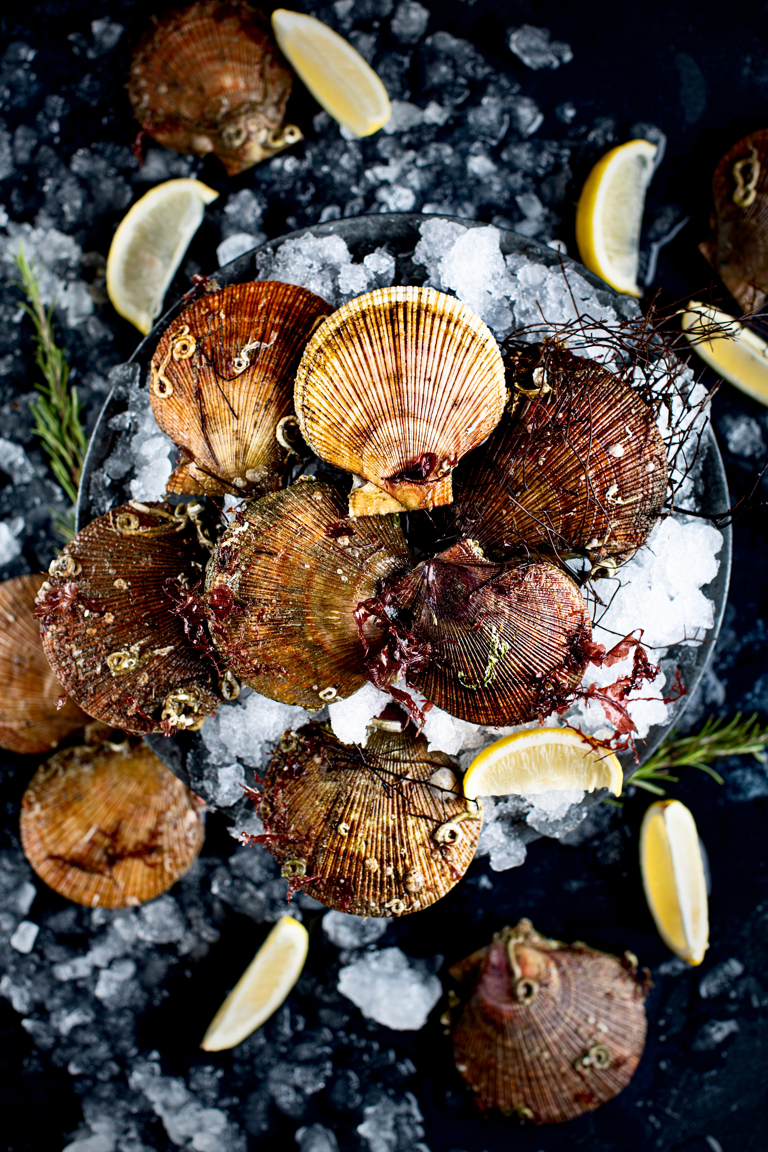 SEAFOOD. Elnora Atnagulova Foodphotography