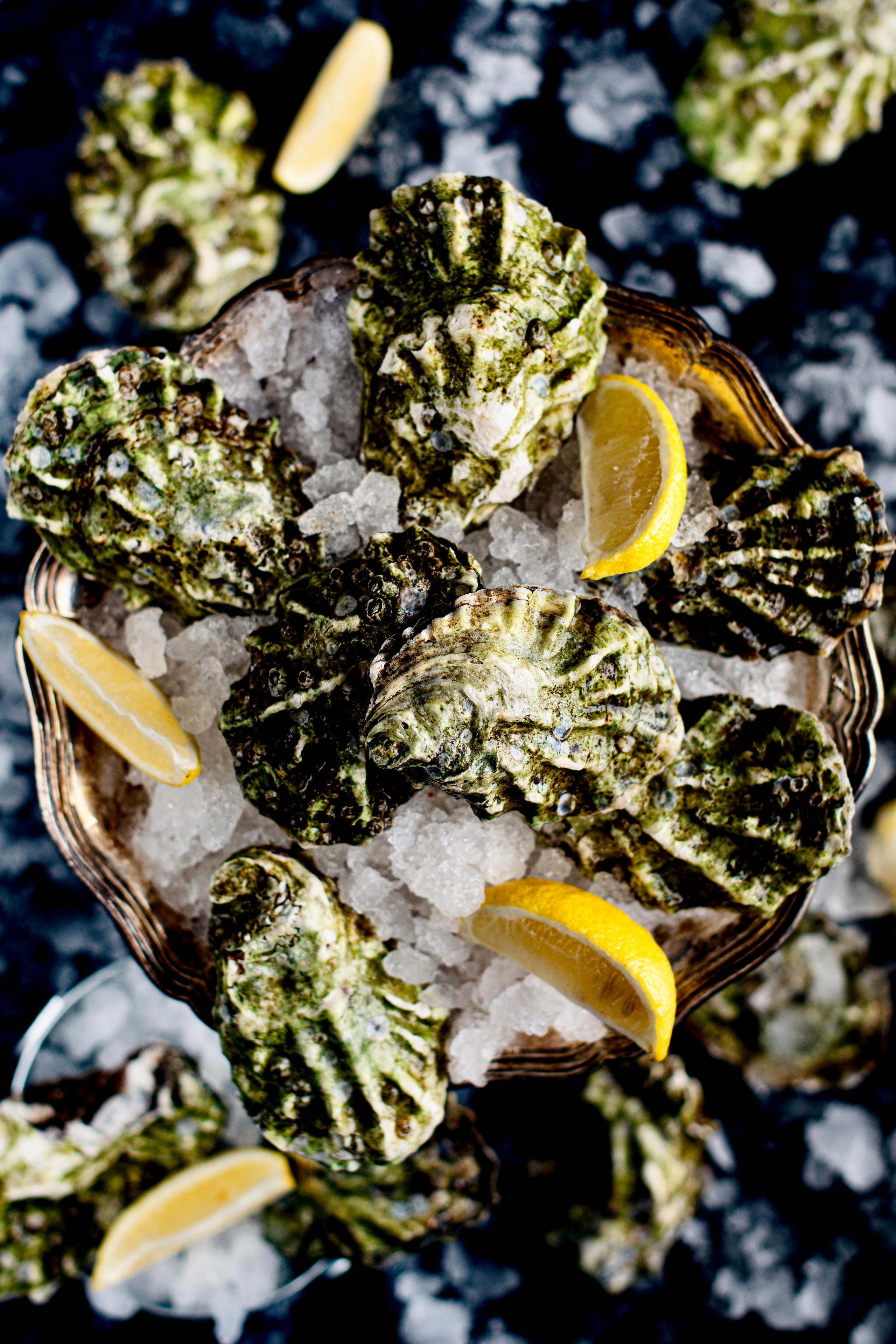 SEAFOOD. Elnora Atnagulova Foodphotography