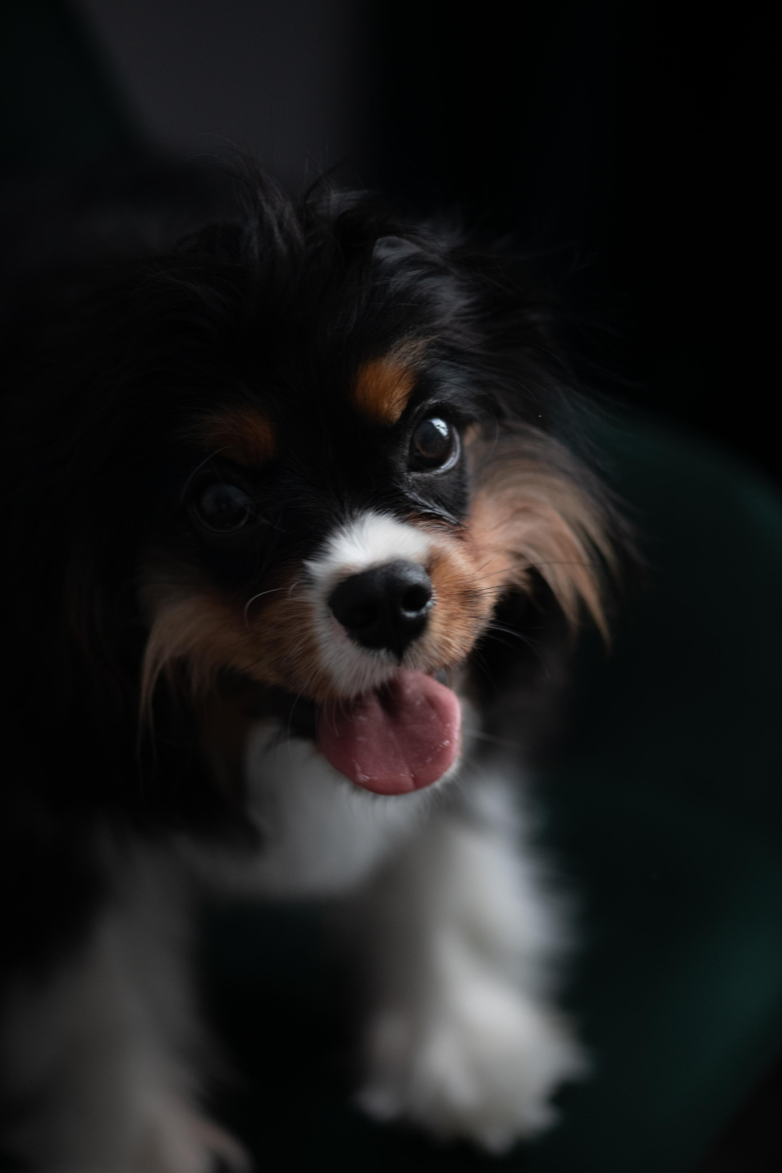 Люди и их друзья. Elnora Atnagulova Foodphotography