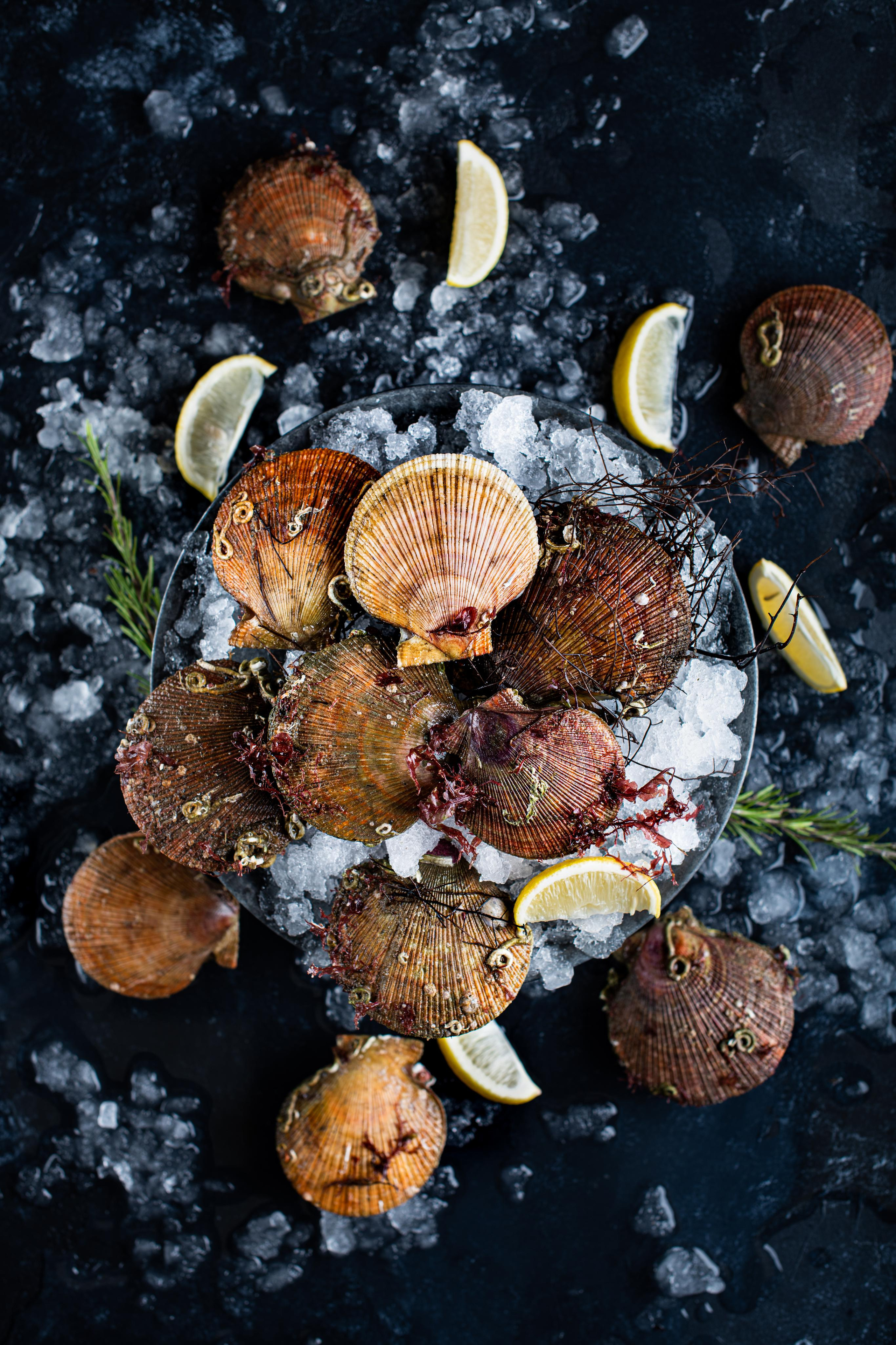 SEAFOOD. Elnora Atnagulova Foodphotography