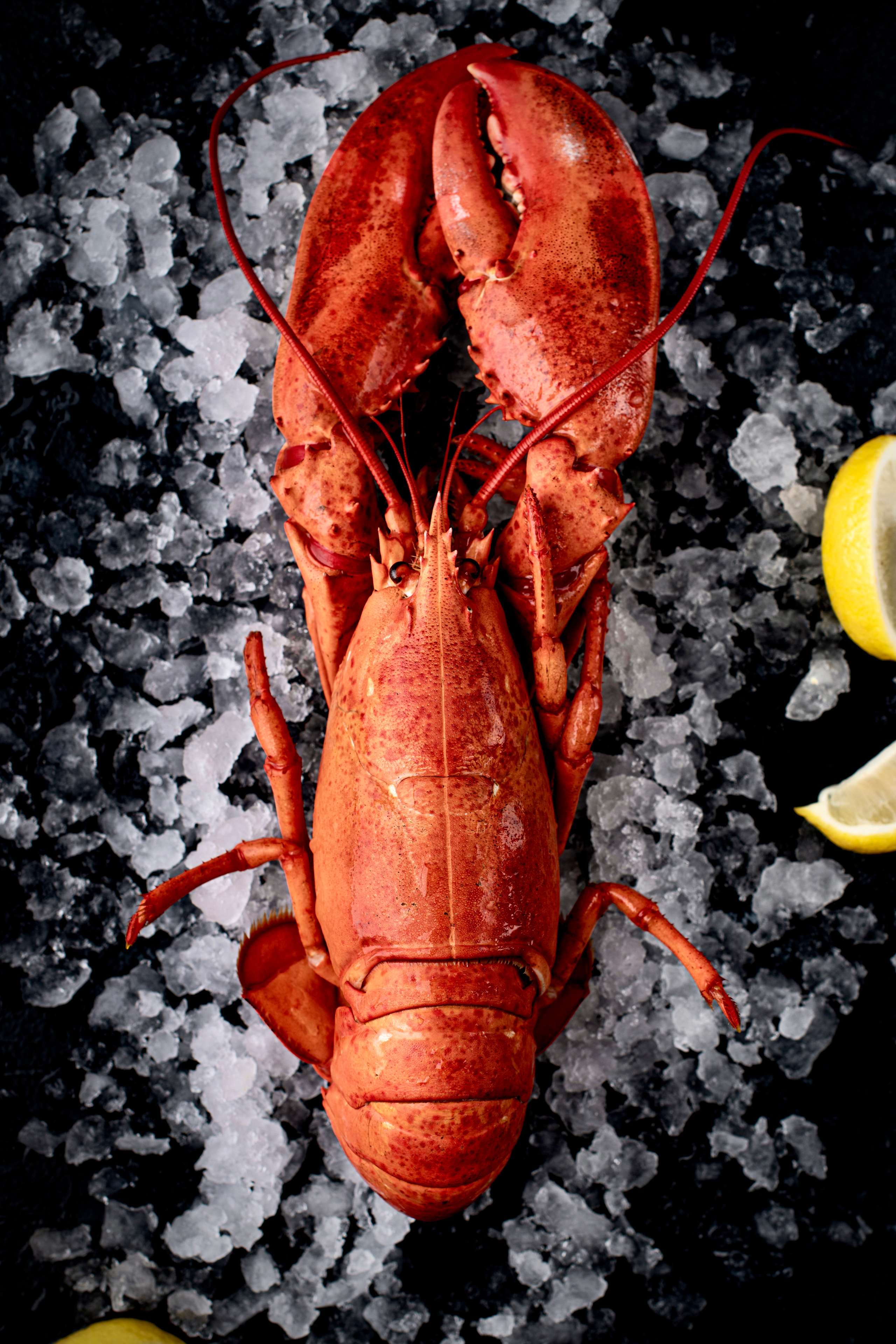 SEAFOOD. Elnora Atnagulova Foodphotography