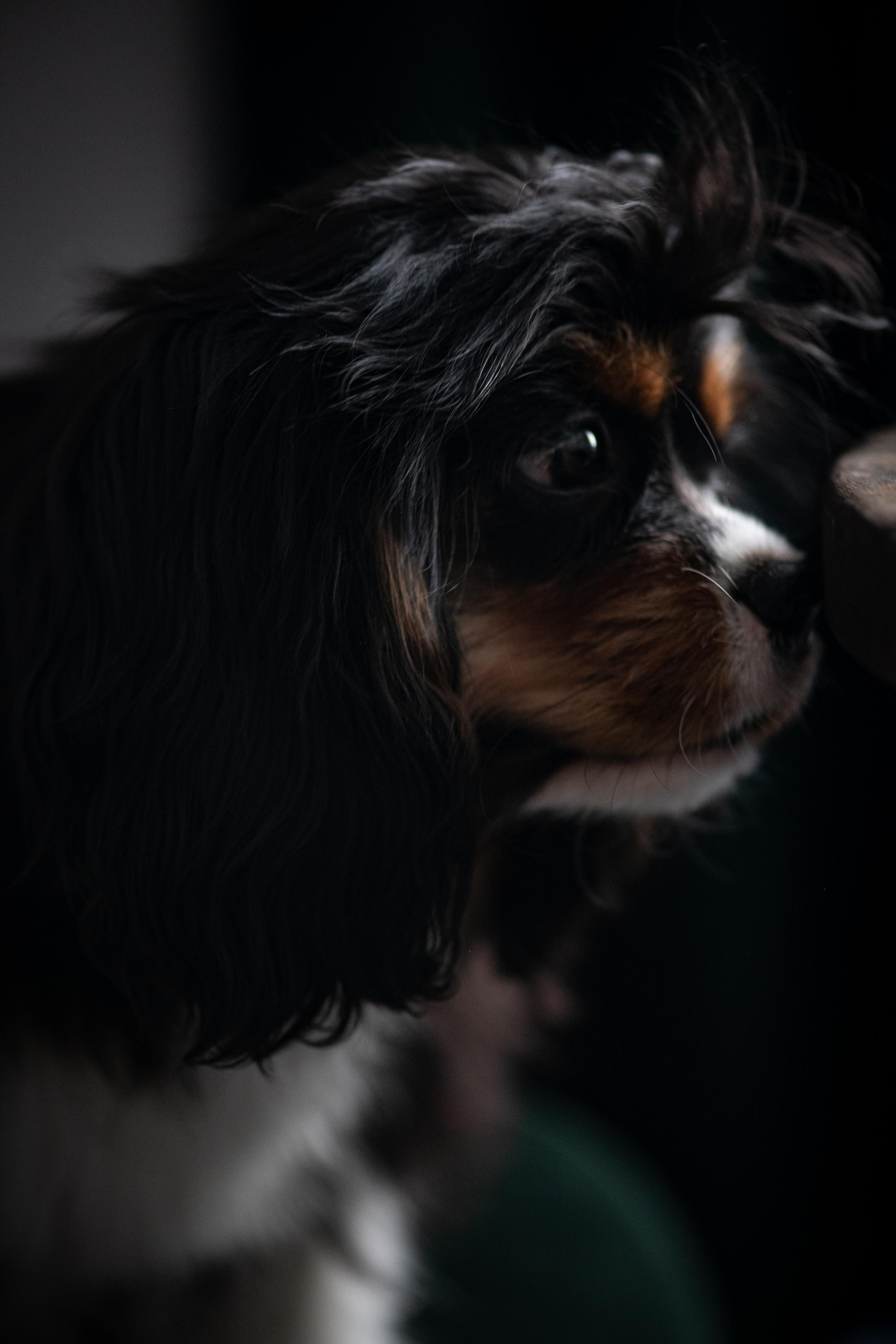 Люди и их друзья. Elnora Atnagulova Foodphotography